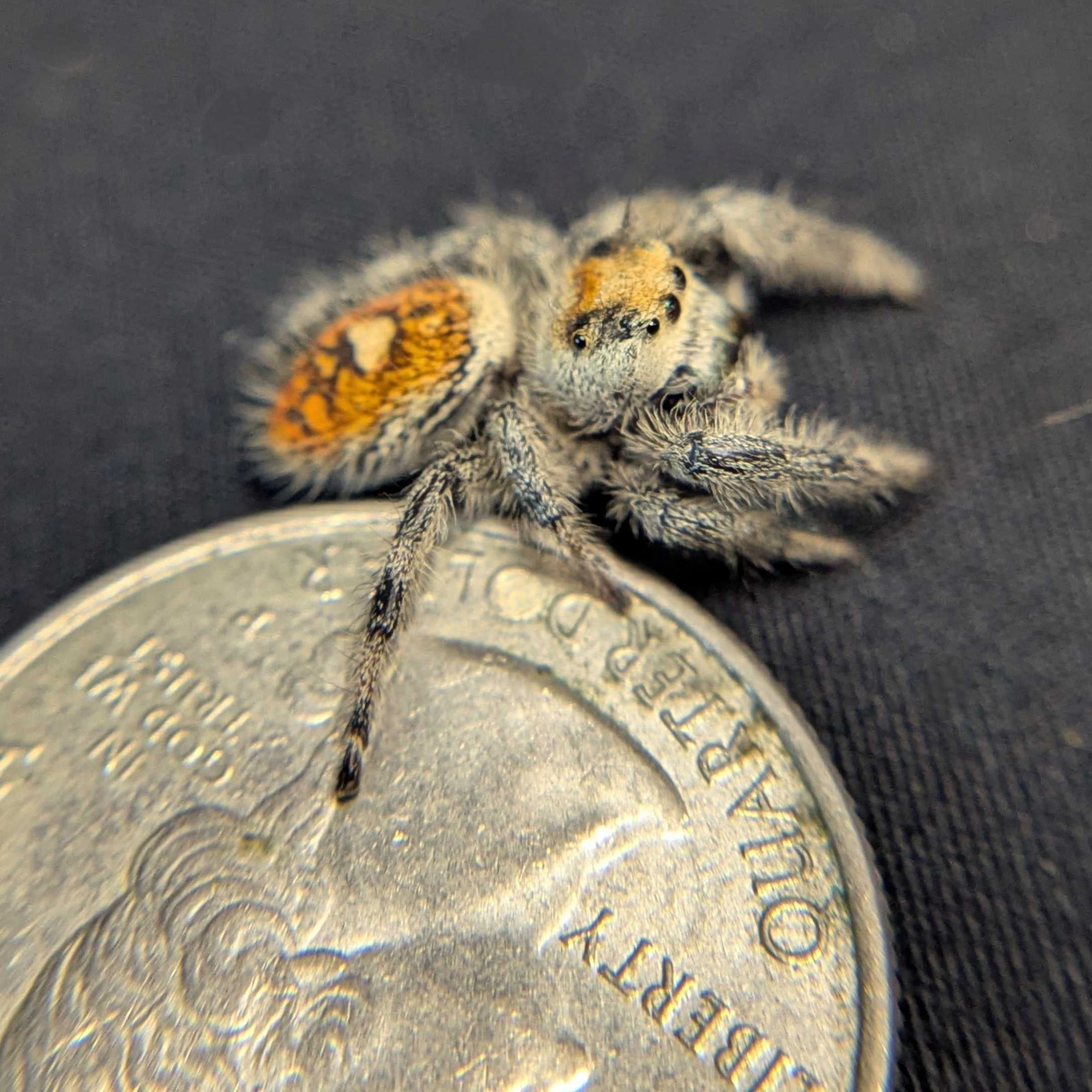 Regal Jumping Spider "Seafoam"