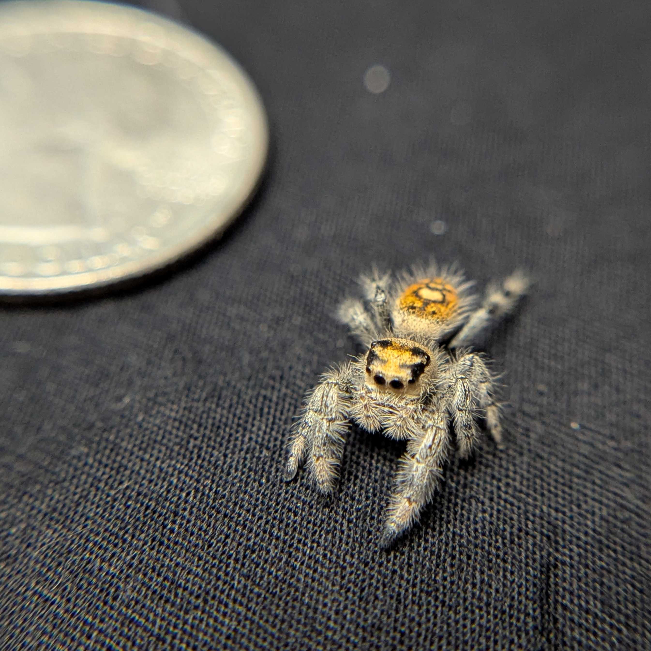 Regal Jumping Spider "Lucy”
