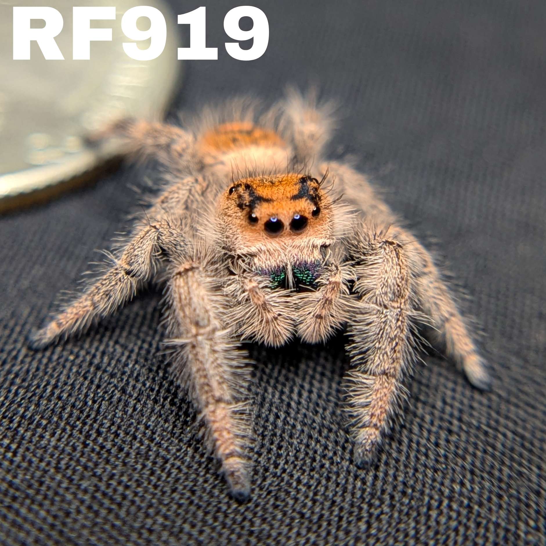 Regal Jumping Spider "Watermelon"