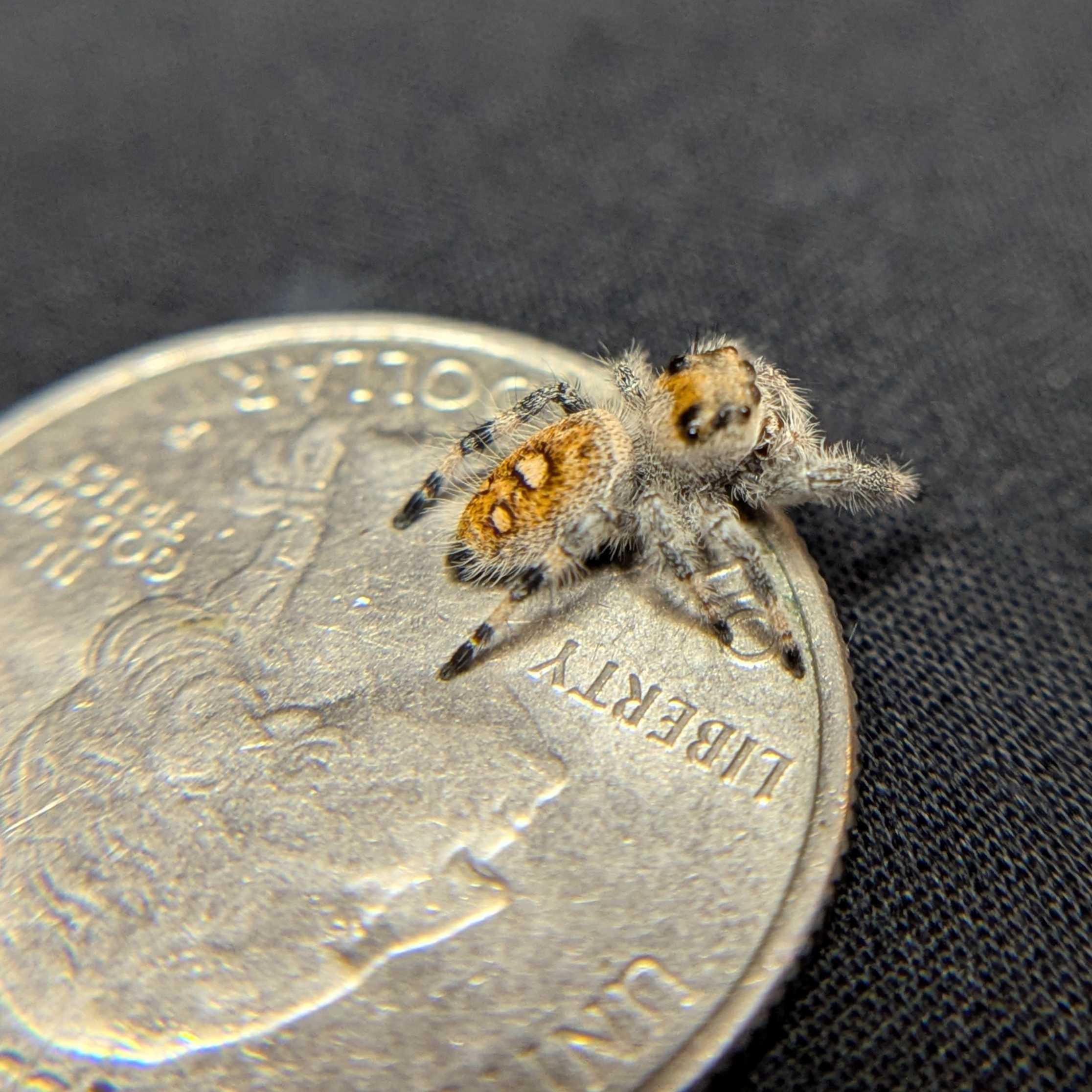 Regal Jumping Spider "Pinkberry"