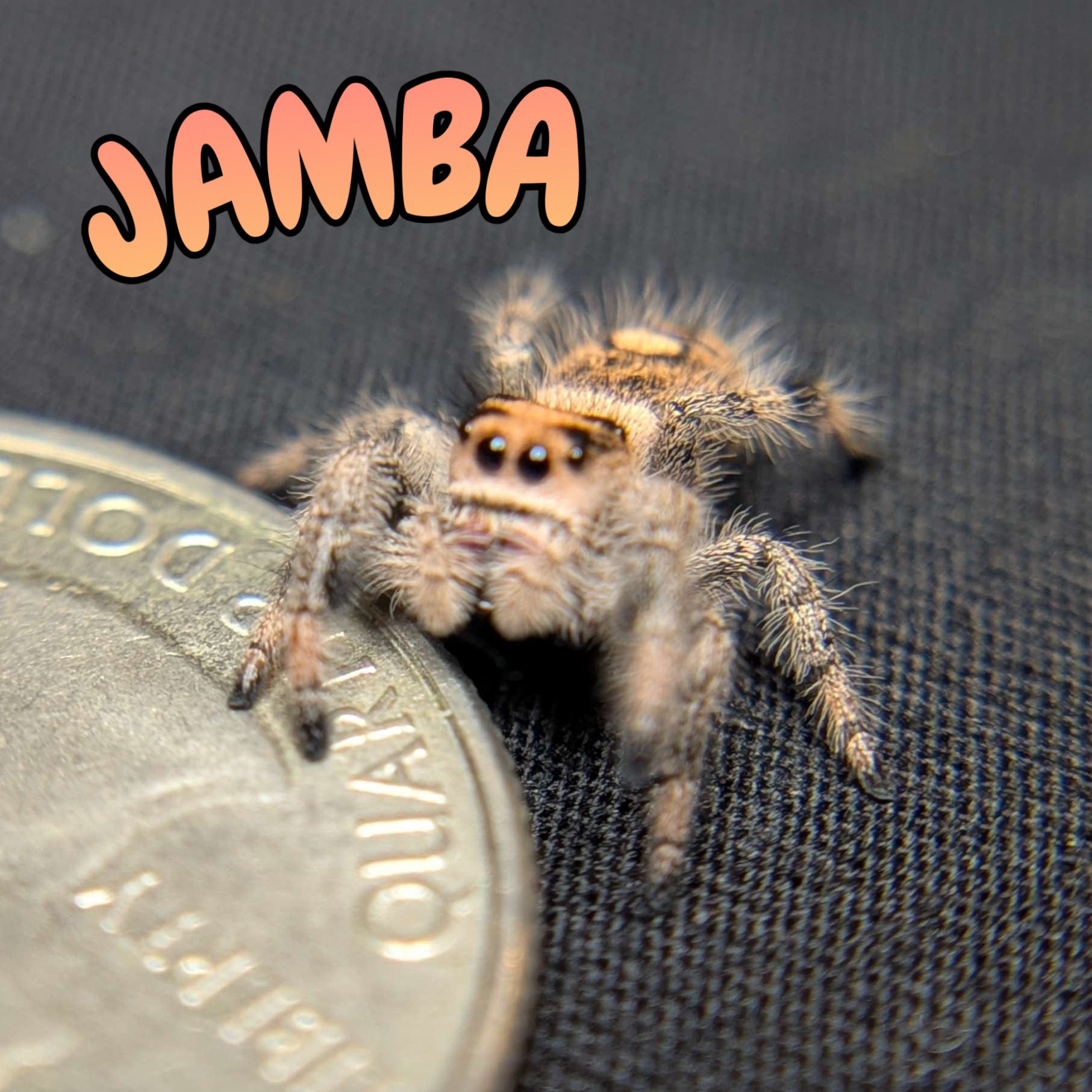 Regal Jumping Spider "Jamba"