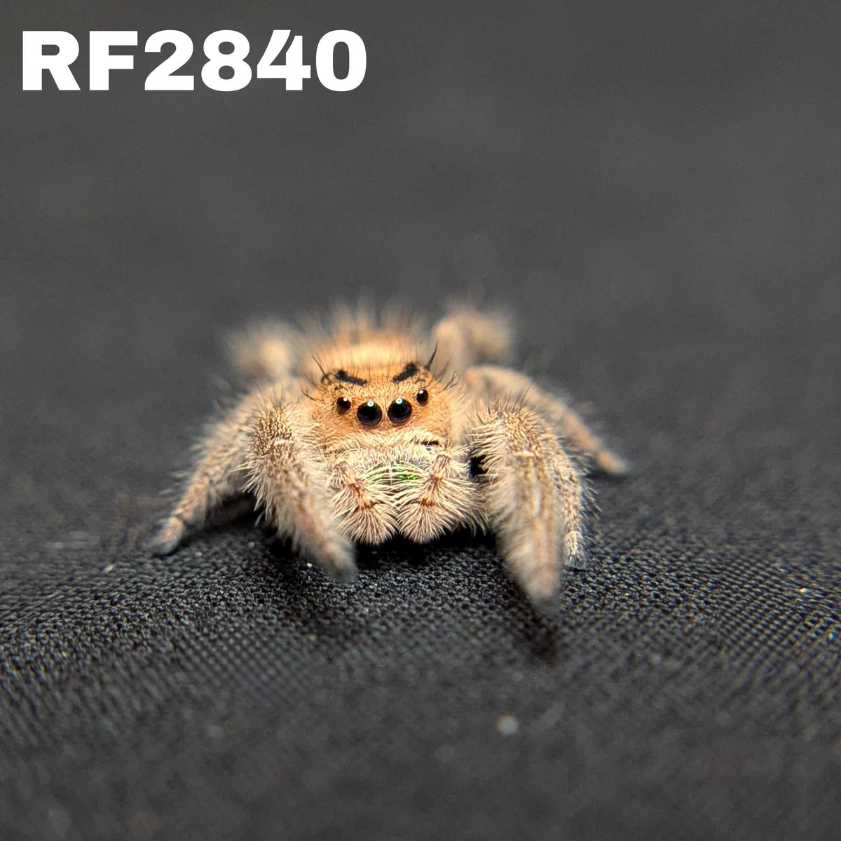 Regal Jumping Spider "Avocado"