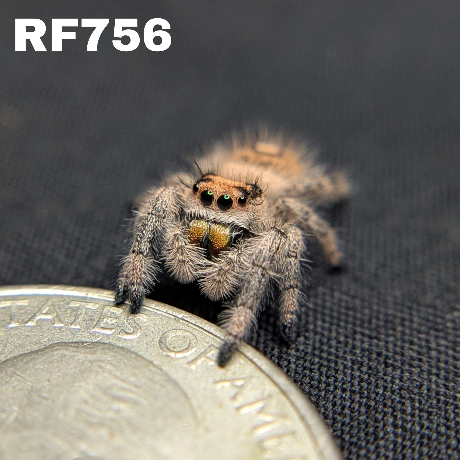 Regal Jumping Spider "Paradise"