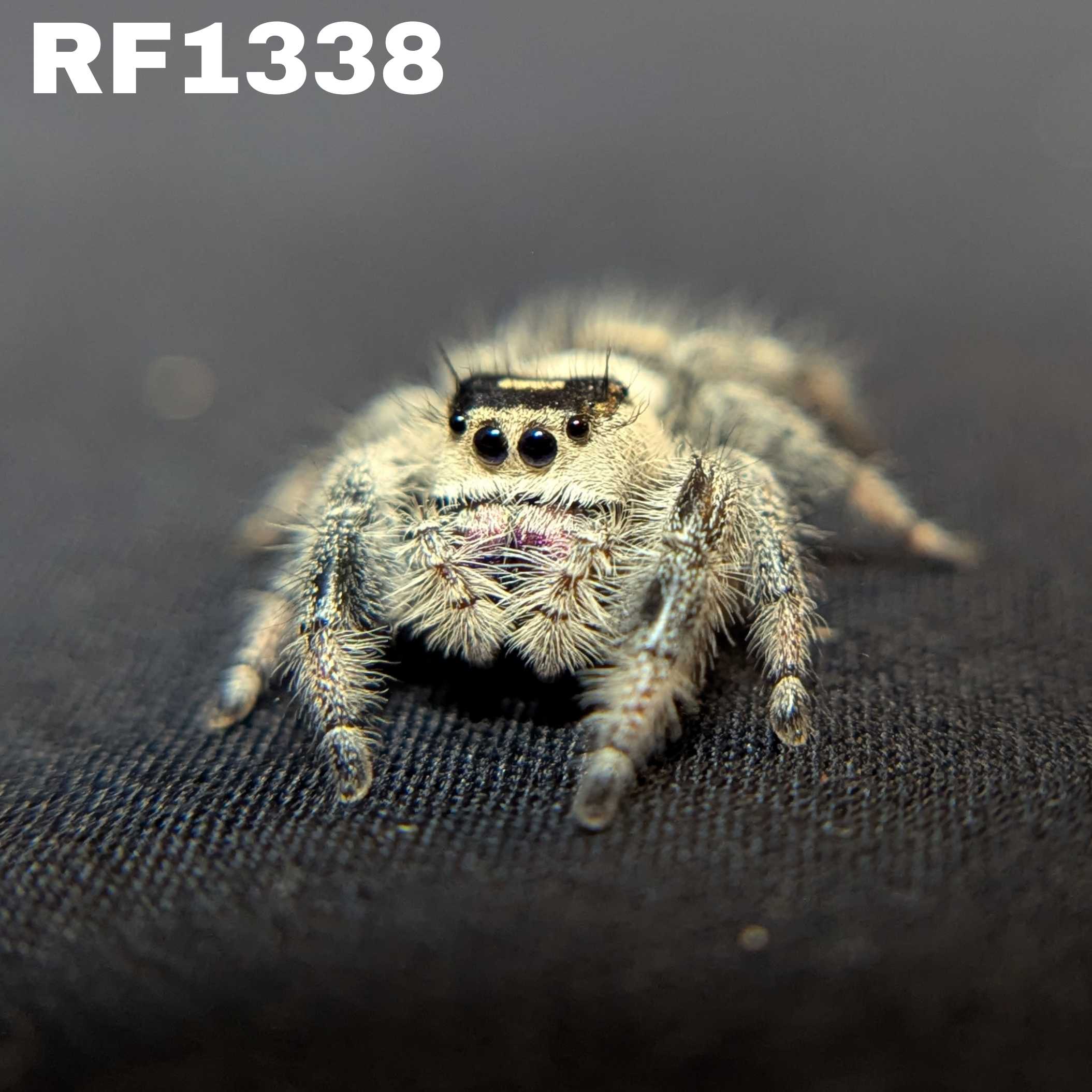 Regal Jumping Spider "Puff"
