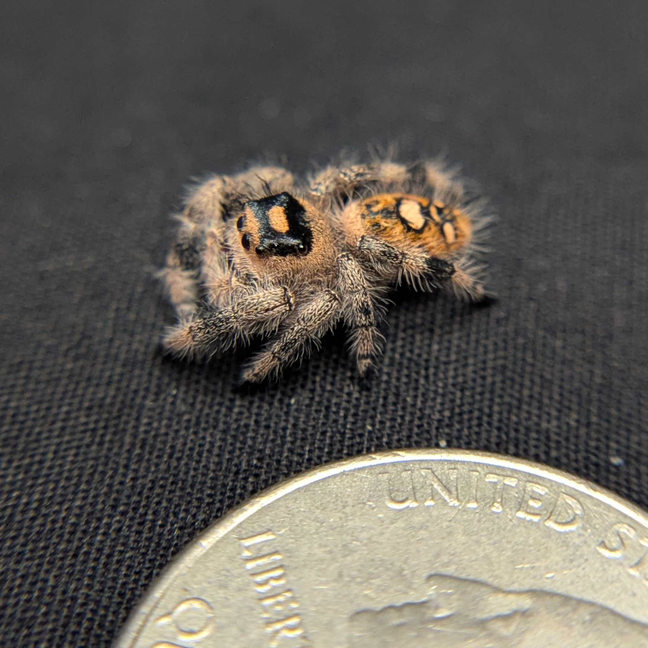 Regal Jumping Spider "Muffin"