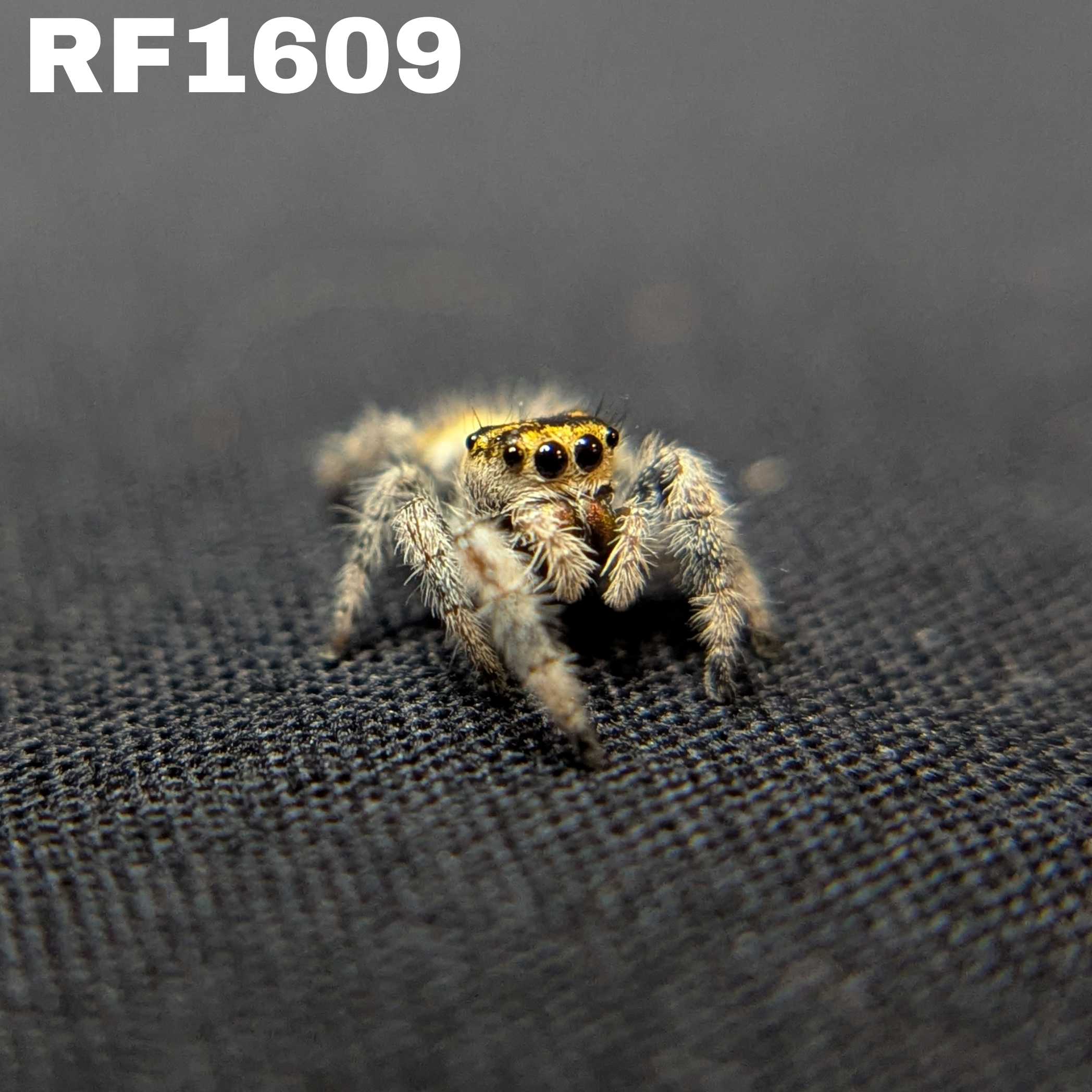 Regal Jumping Spider "Buttersizzle"