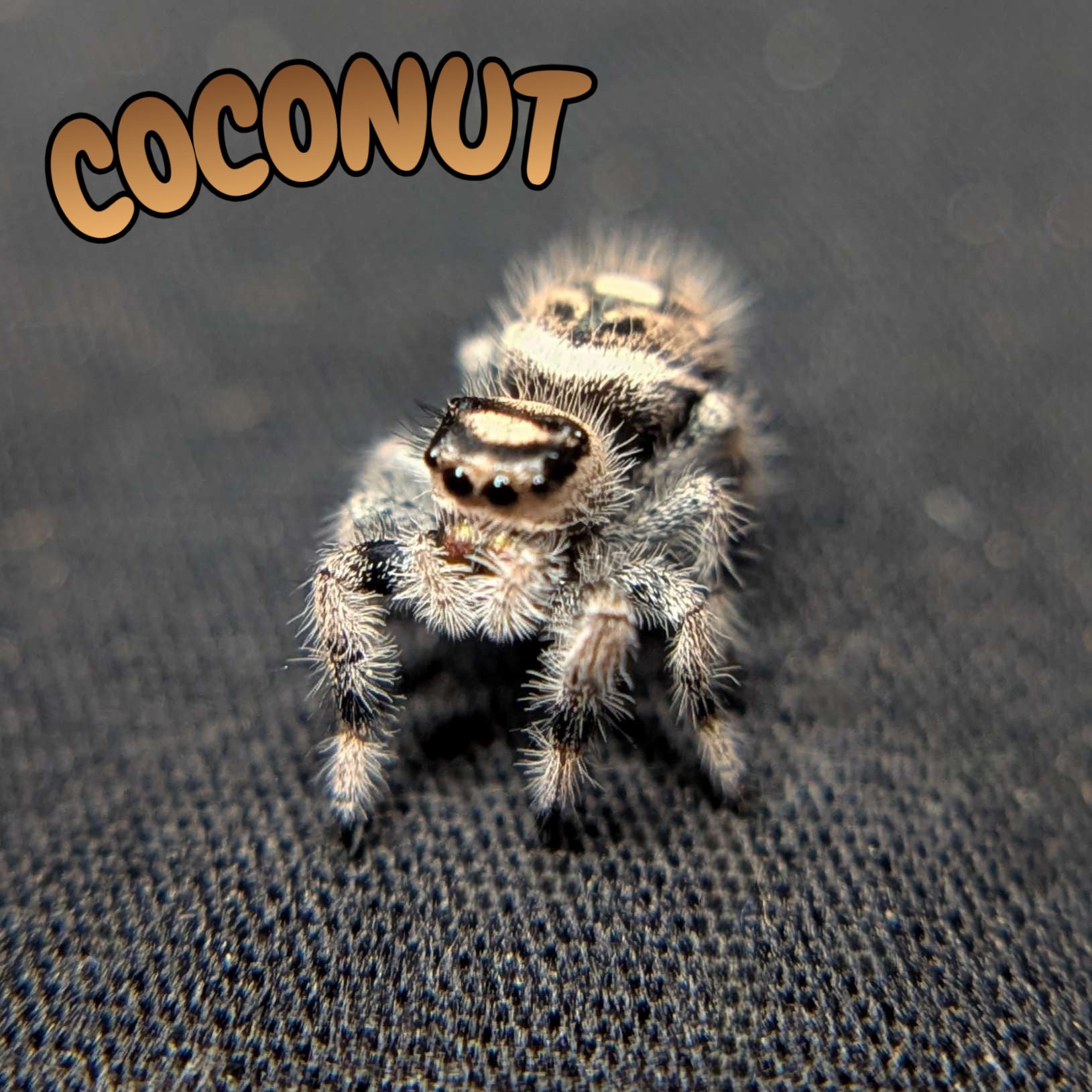 Regal Jumping Spider "Coconut"
