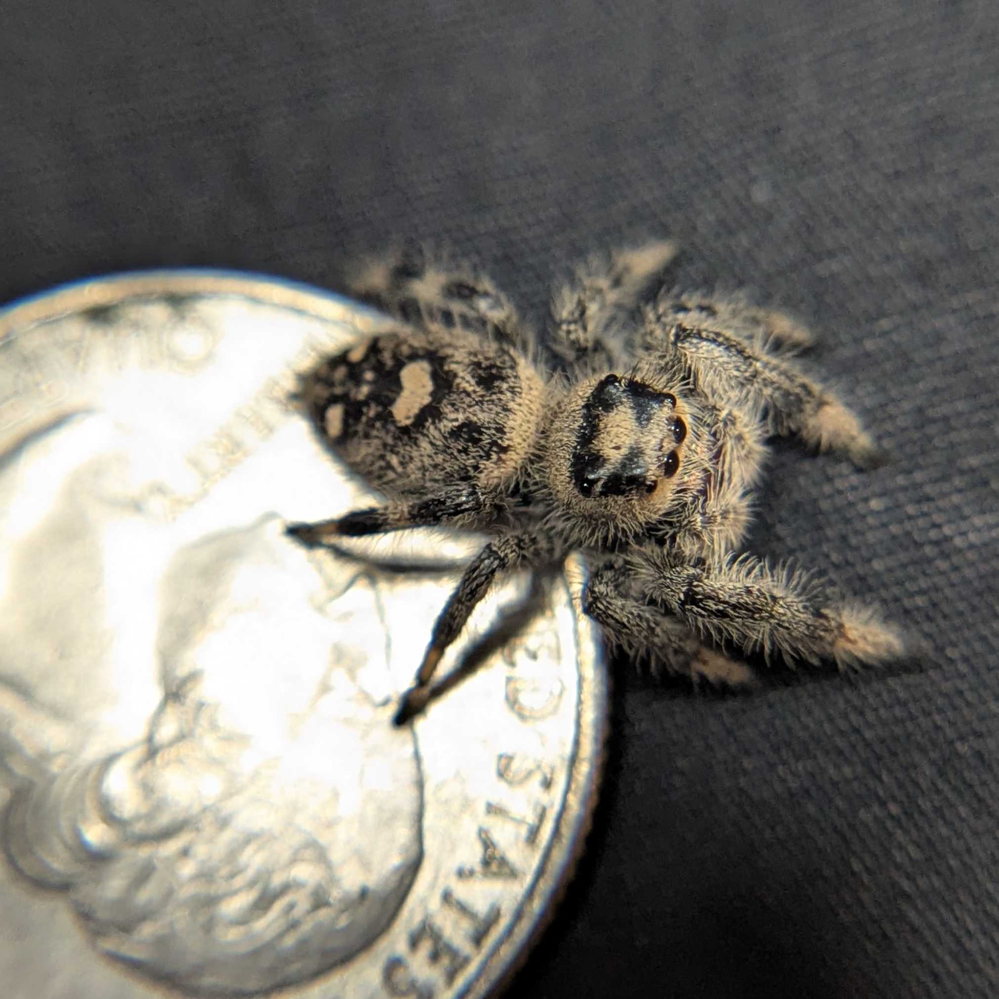 Regal Jumping Spider "Sloane"