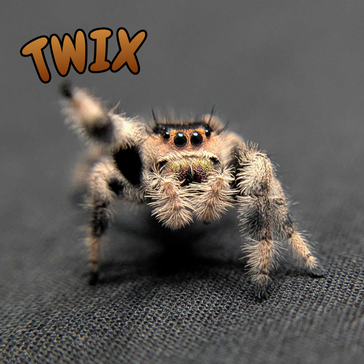 Regal Jumping Spider “Twix”