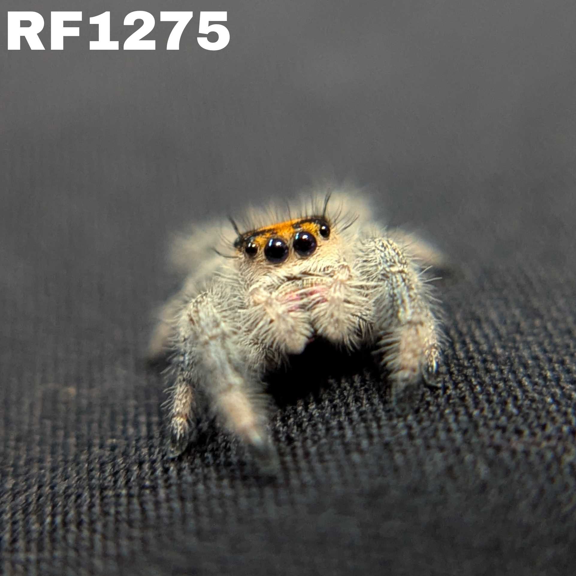 Regal Jumping Spider "Jello"