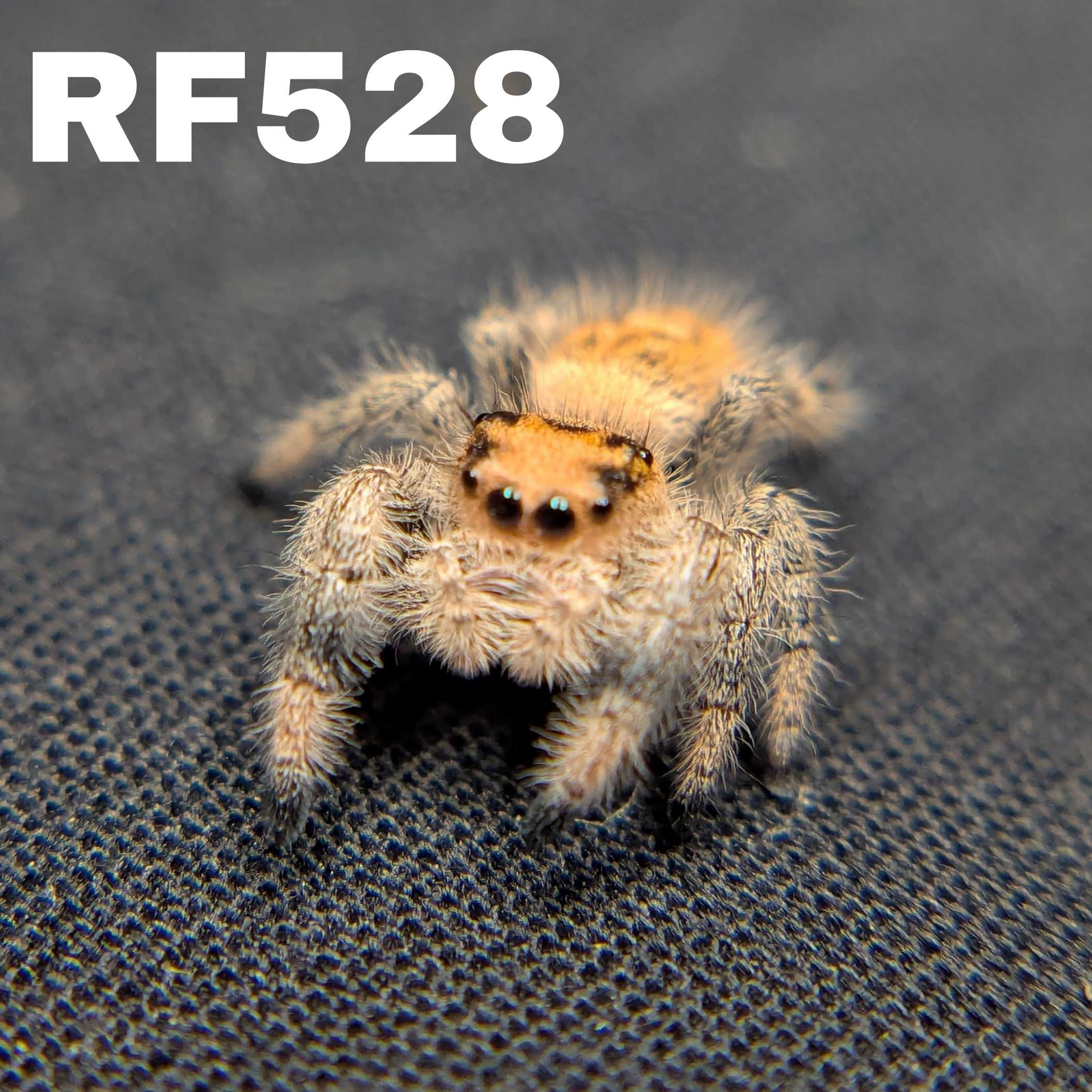 Regal Jumping Spider "Baguette"
