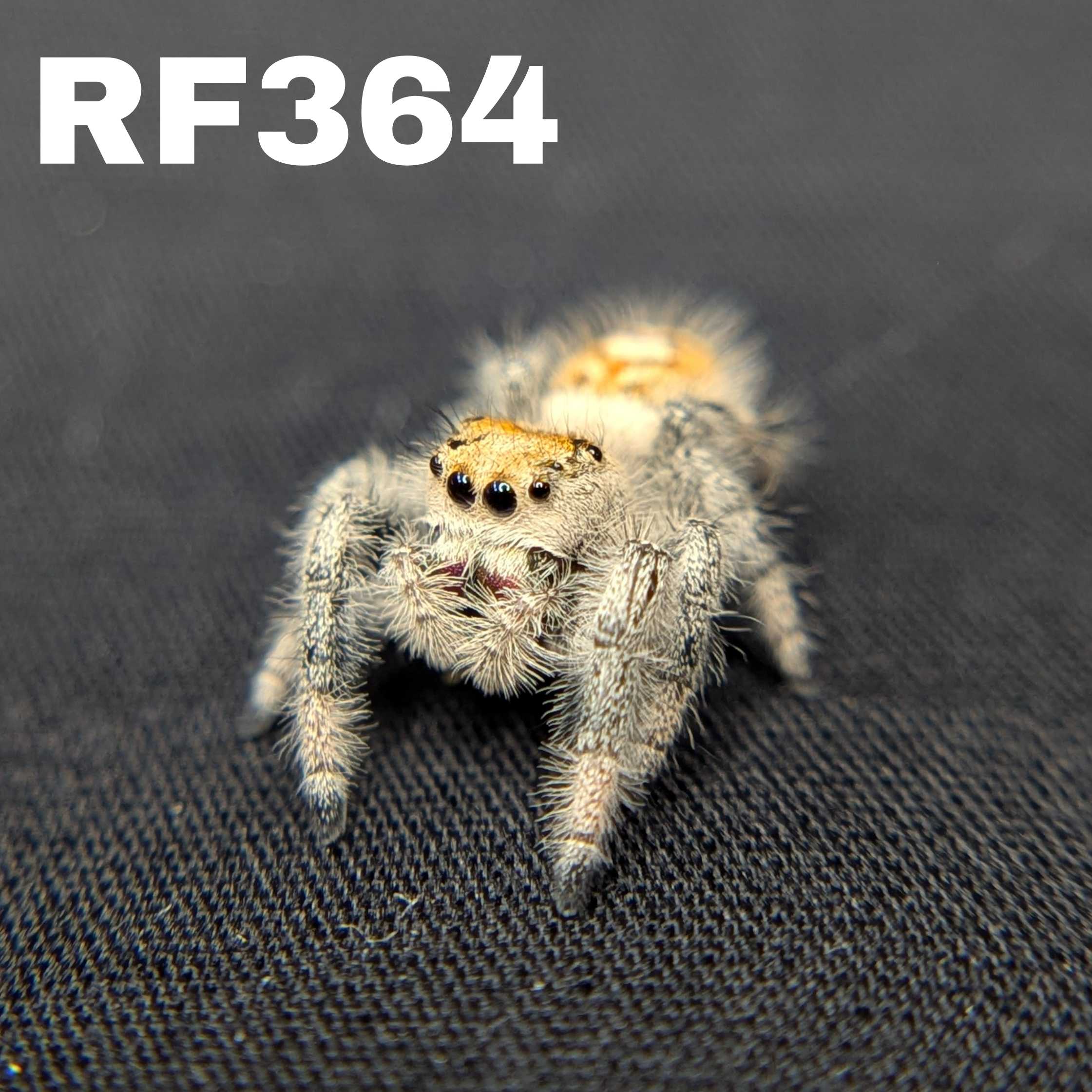 Regal Jumping Spider “Mimosa”