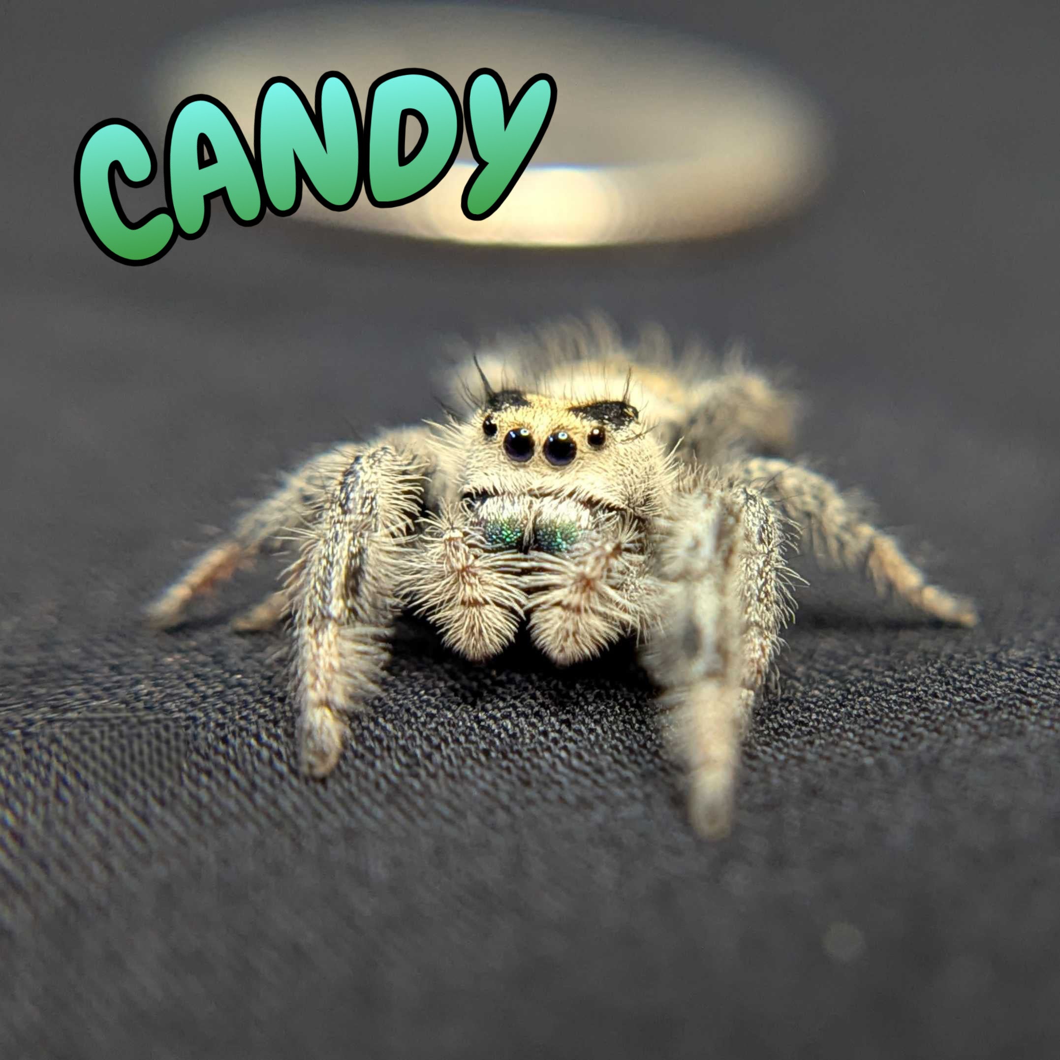 Regal Jumping Spider "Candy"