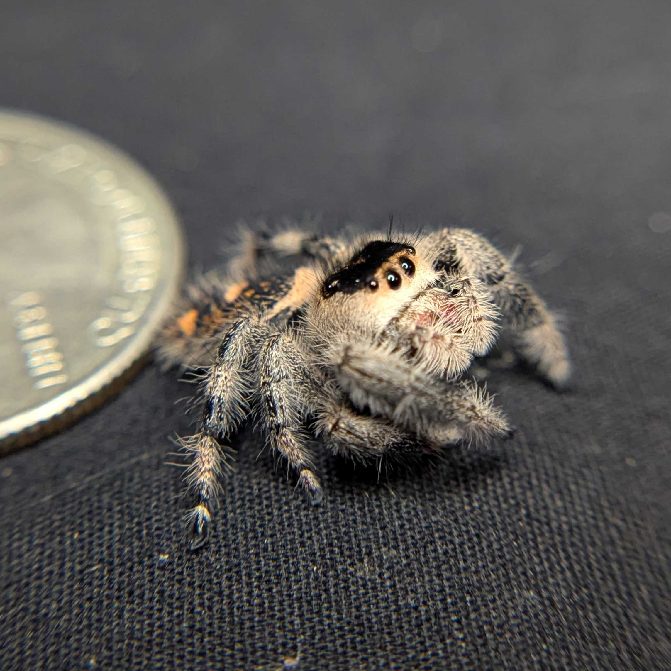 Regal Jumping Spider "Ruby"