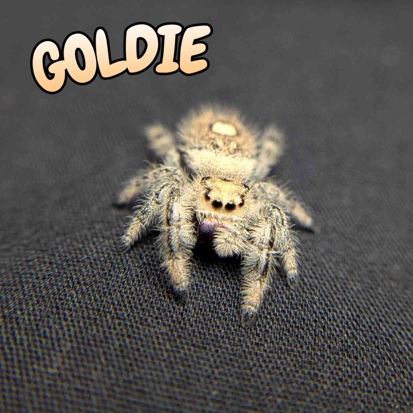 Regal Jumping Spider "Goldie"