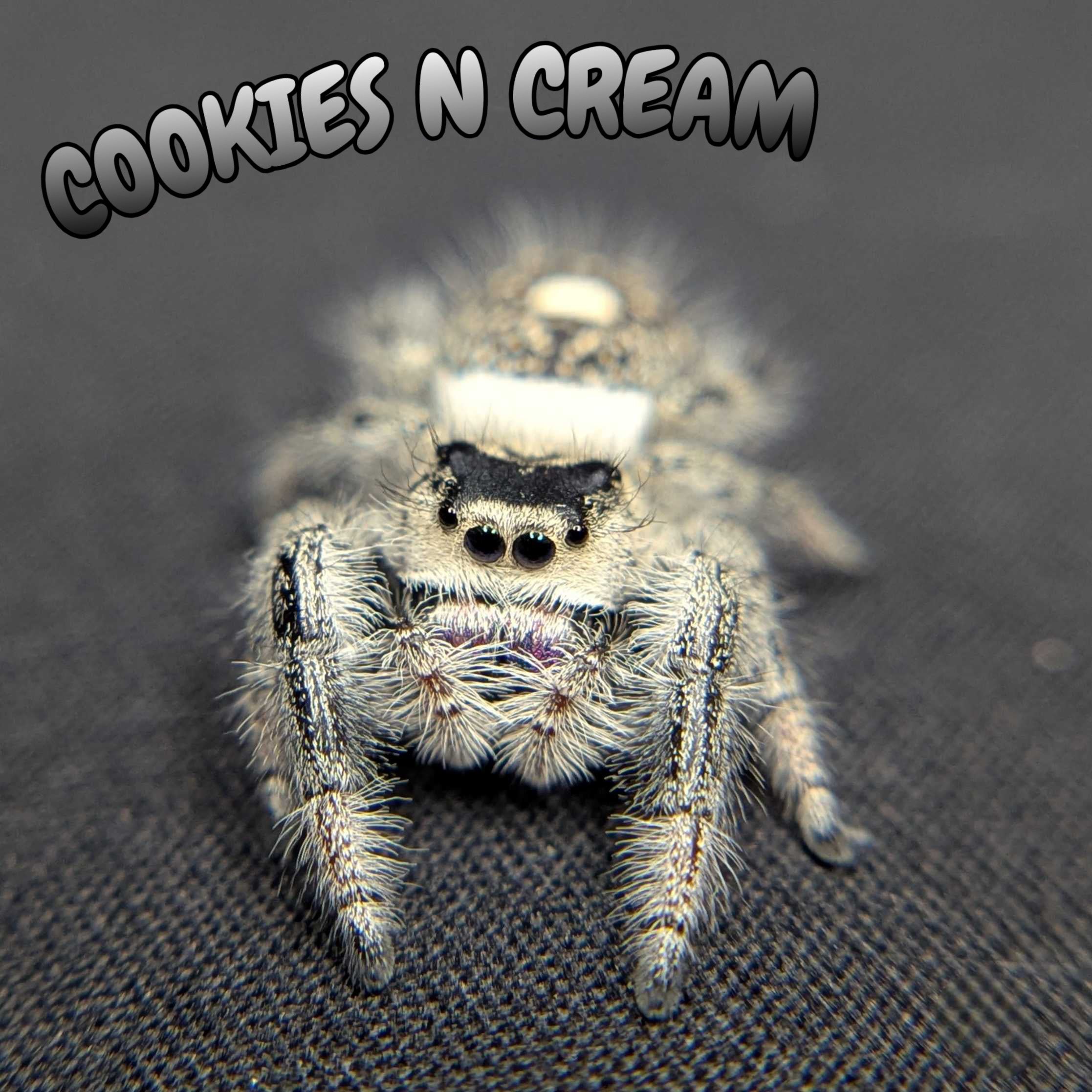 Regal Jumping Spider "Cookies n Cream"