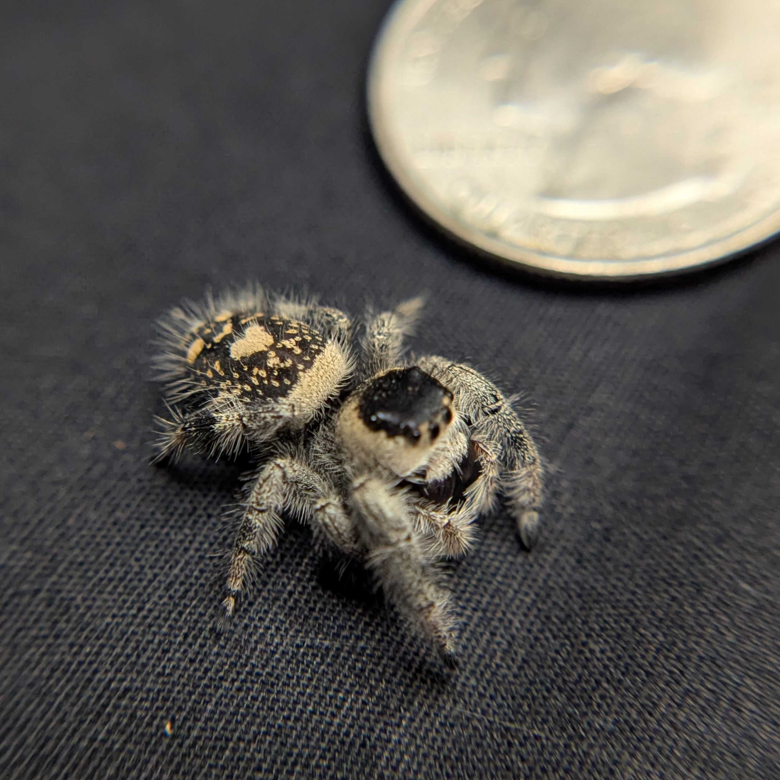 Regal Jumping Spider "Ursula"