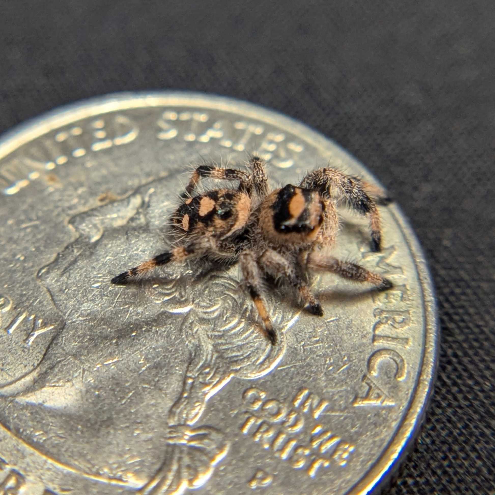 Regal Jumping Spider "Pecan"