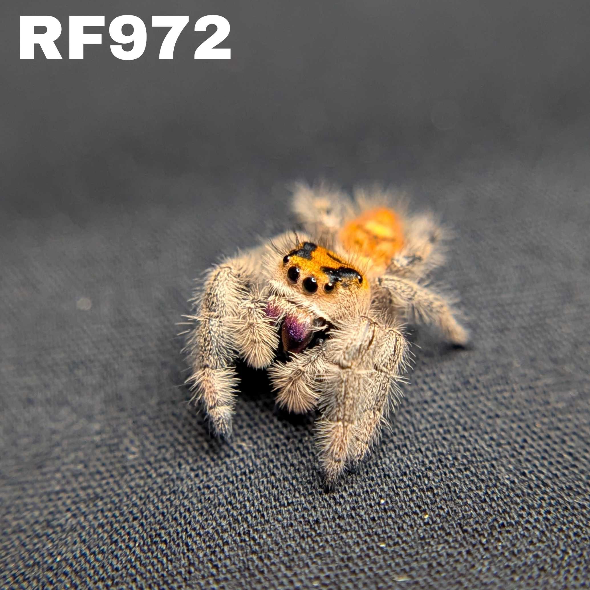 Regal Jumping Spider “Orangesicle”