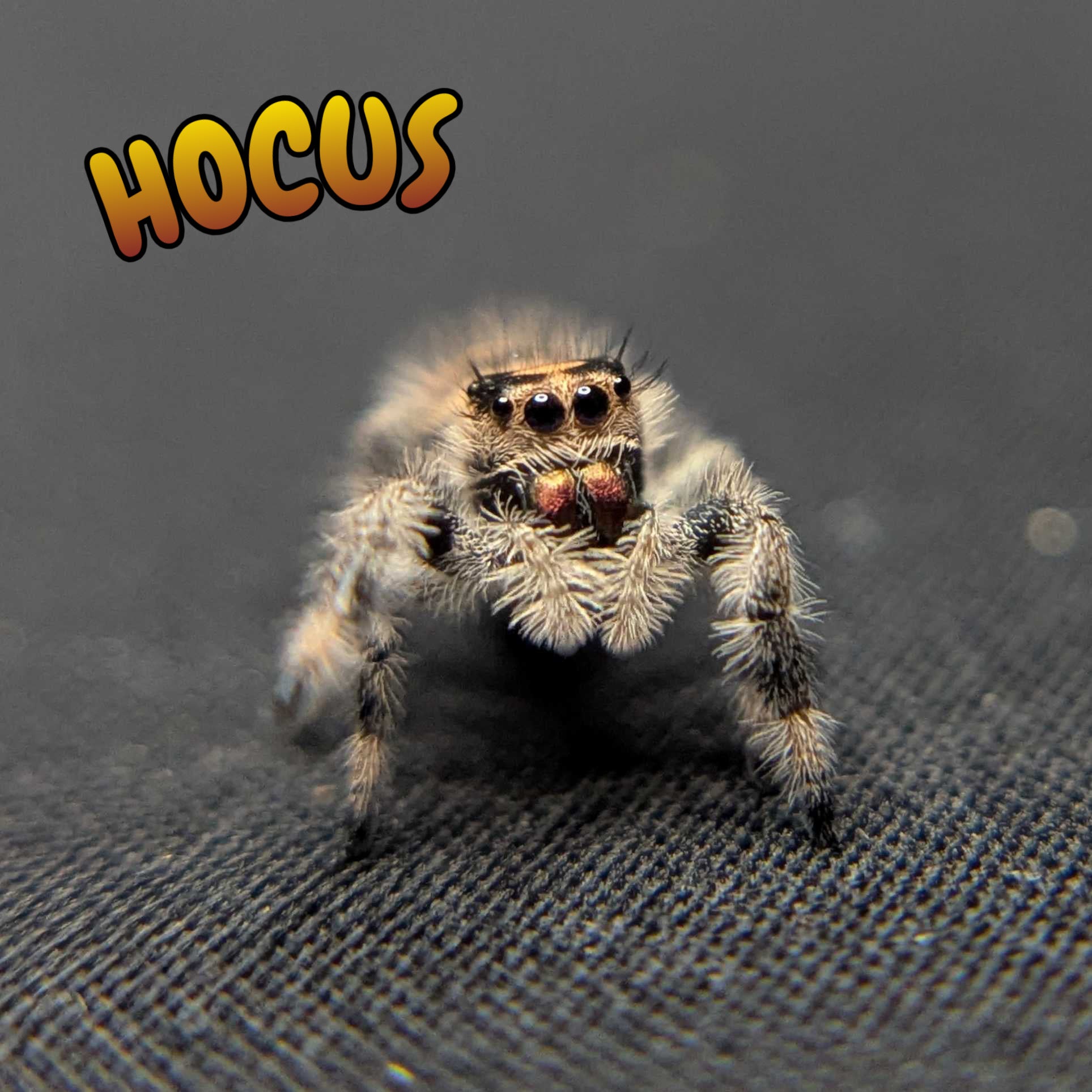 Regal Jumping Spider "Hocus"
