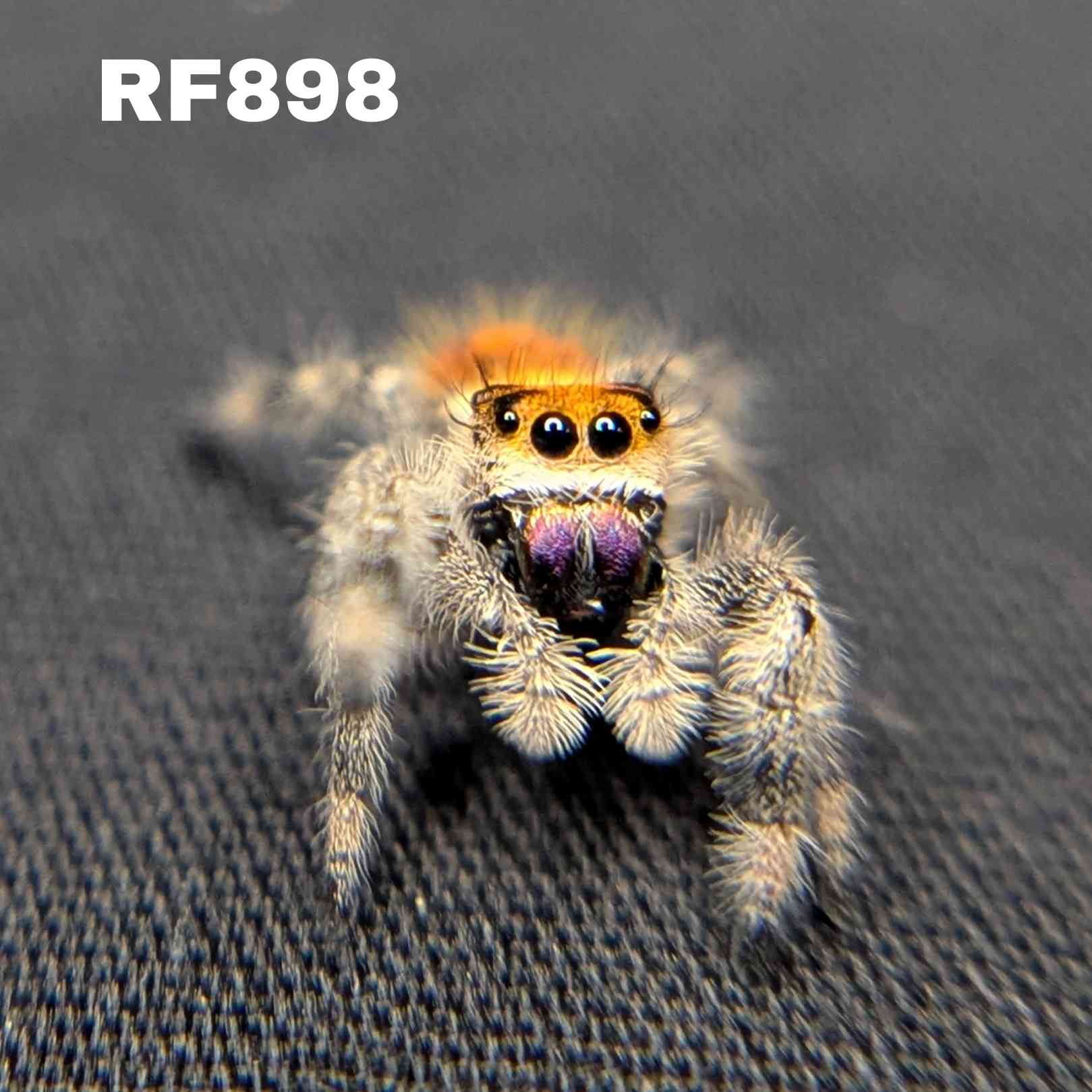 Regal Jumping Spider "Amethyst"