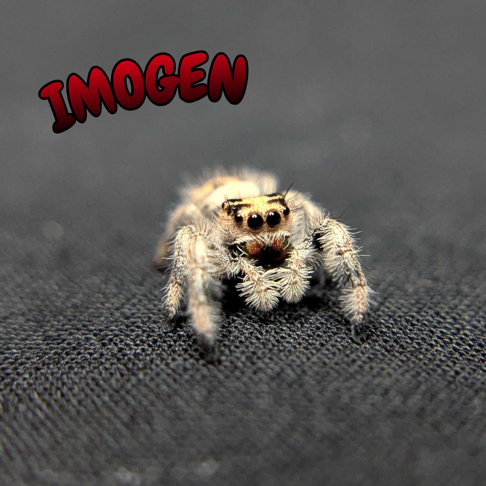 Regal Jumping Spider "Imogen"