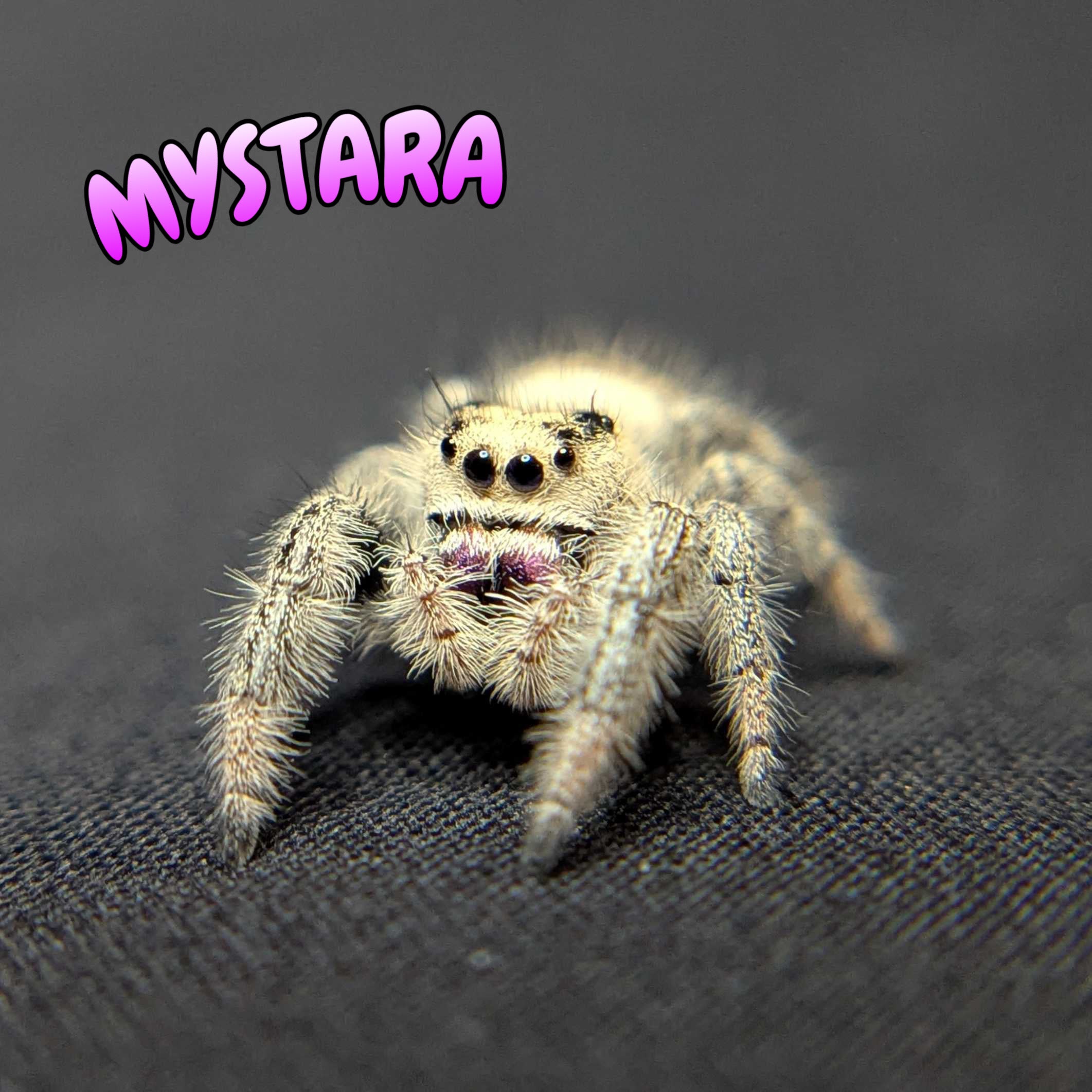 Regal Jumping Spider "Mystara"