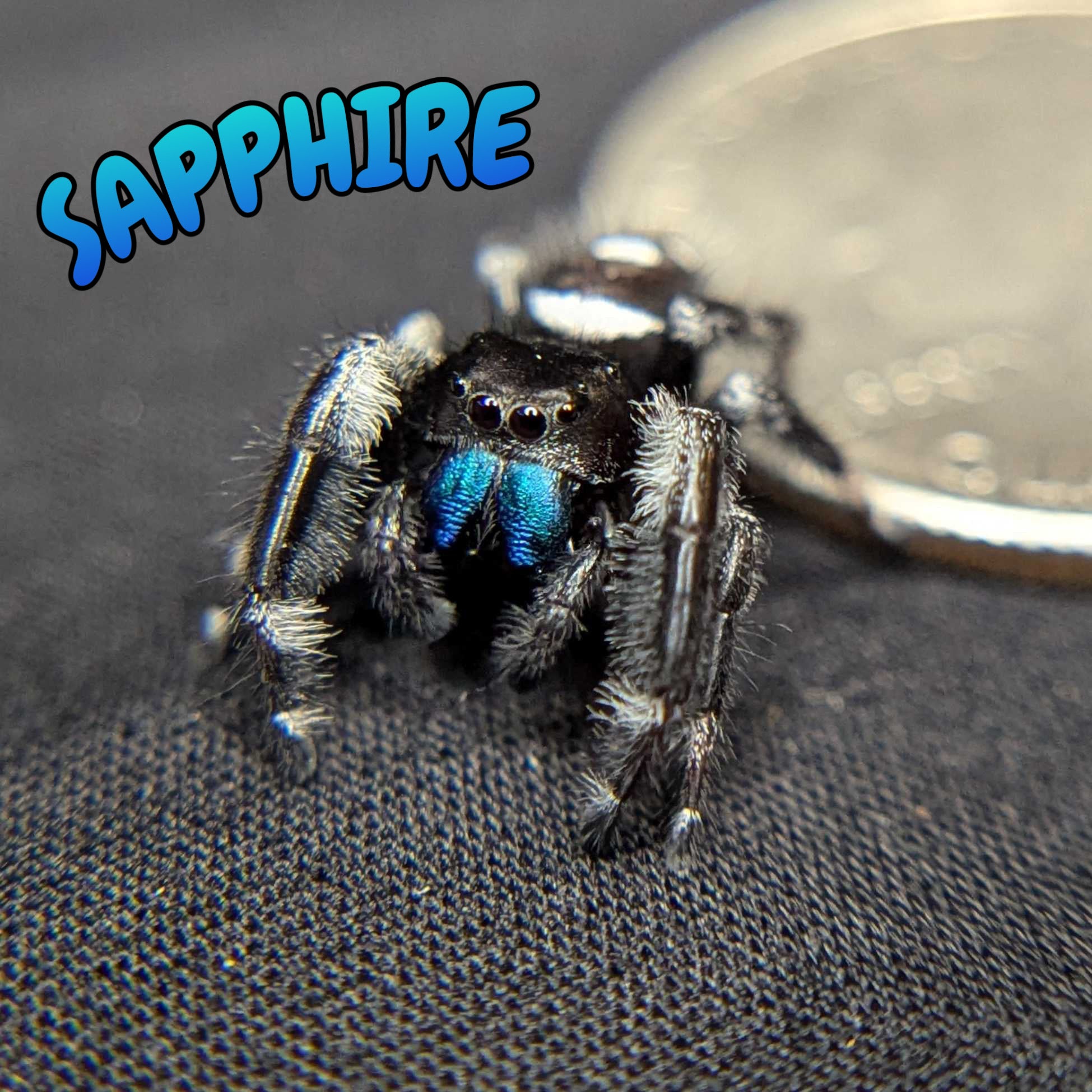 Regal Jumping Spider "Sapphire" (Rare)