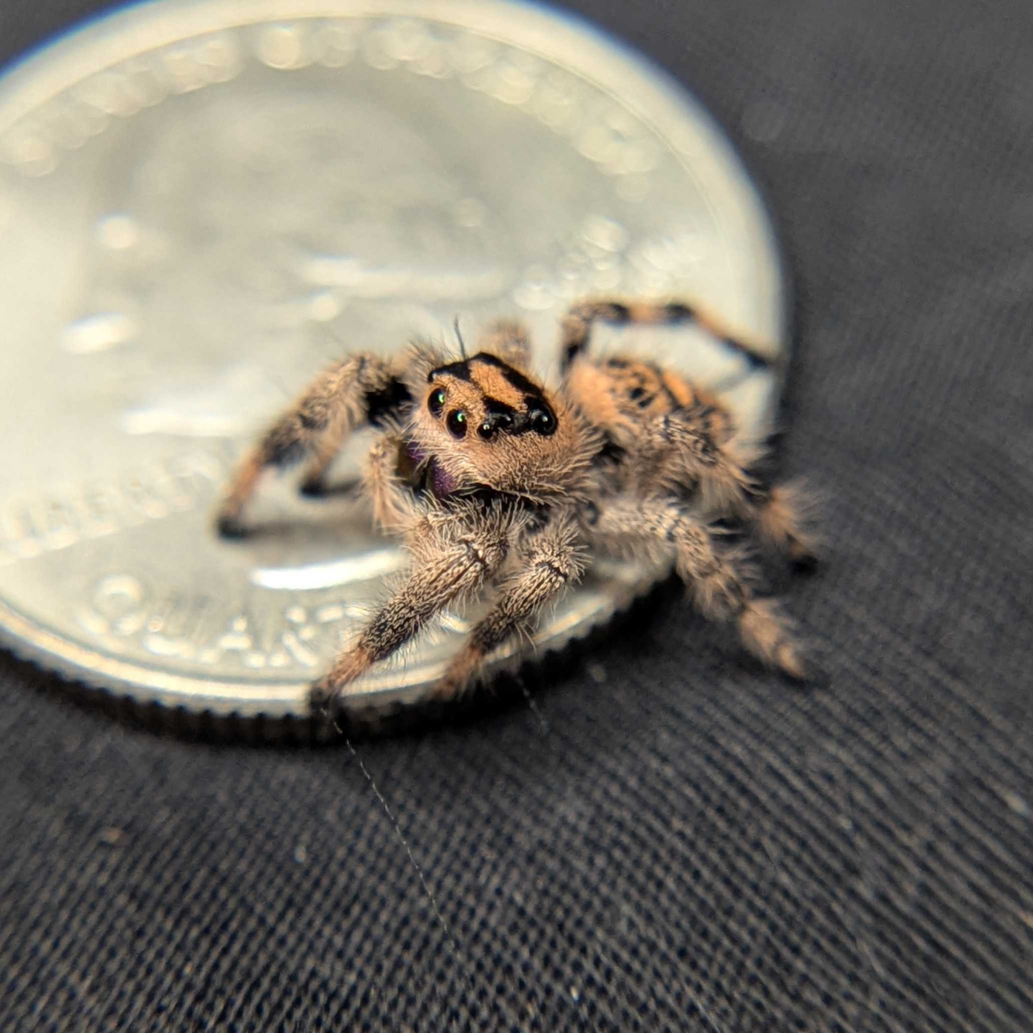 Regal Jumping Spider "Plum"