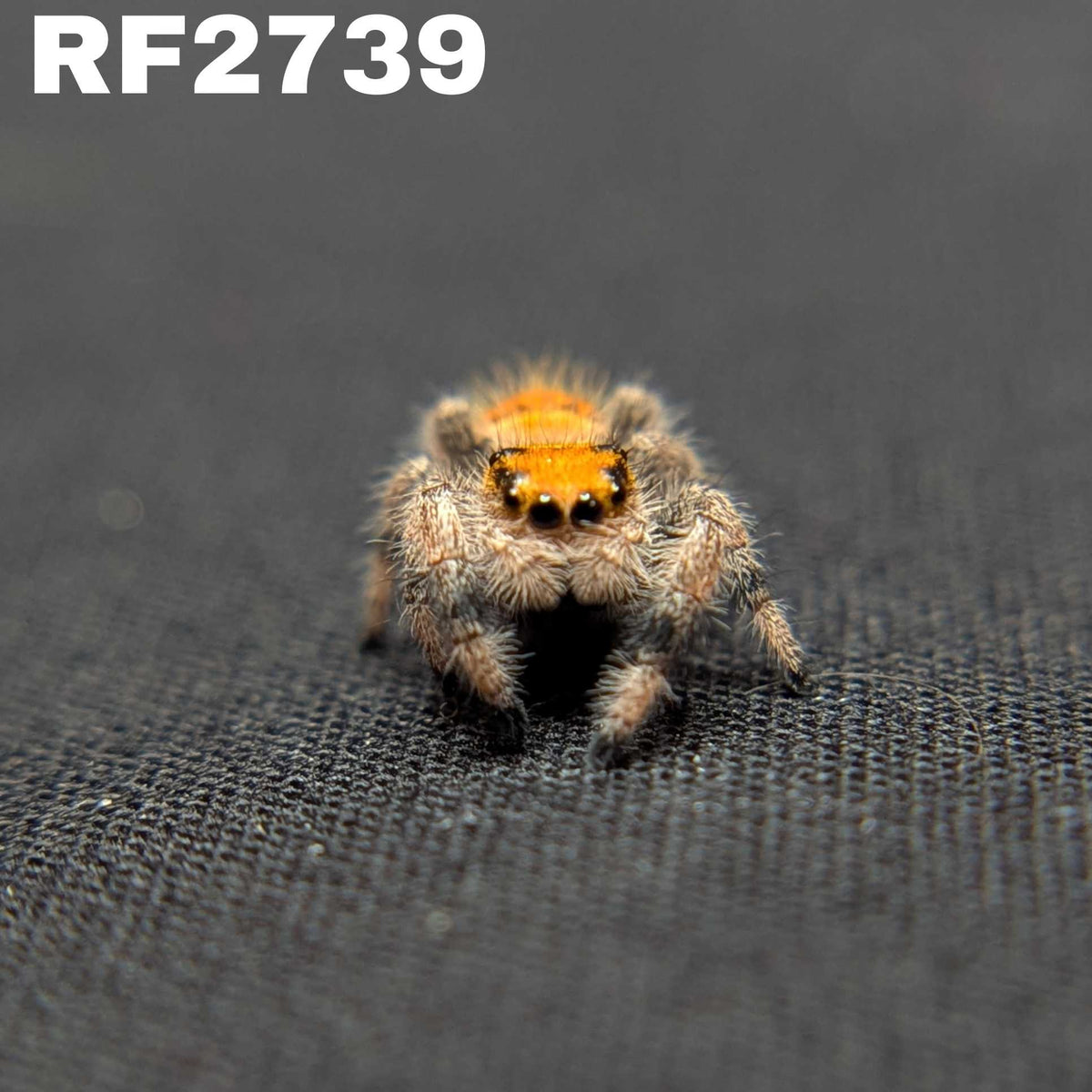 Regal Jumping Spider "Pepper"
