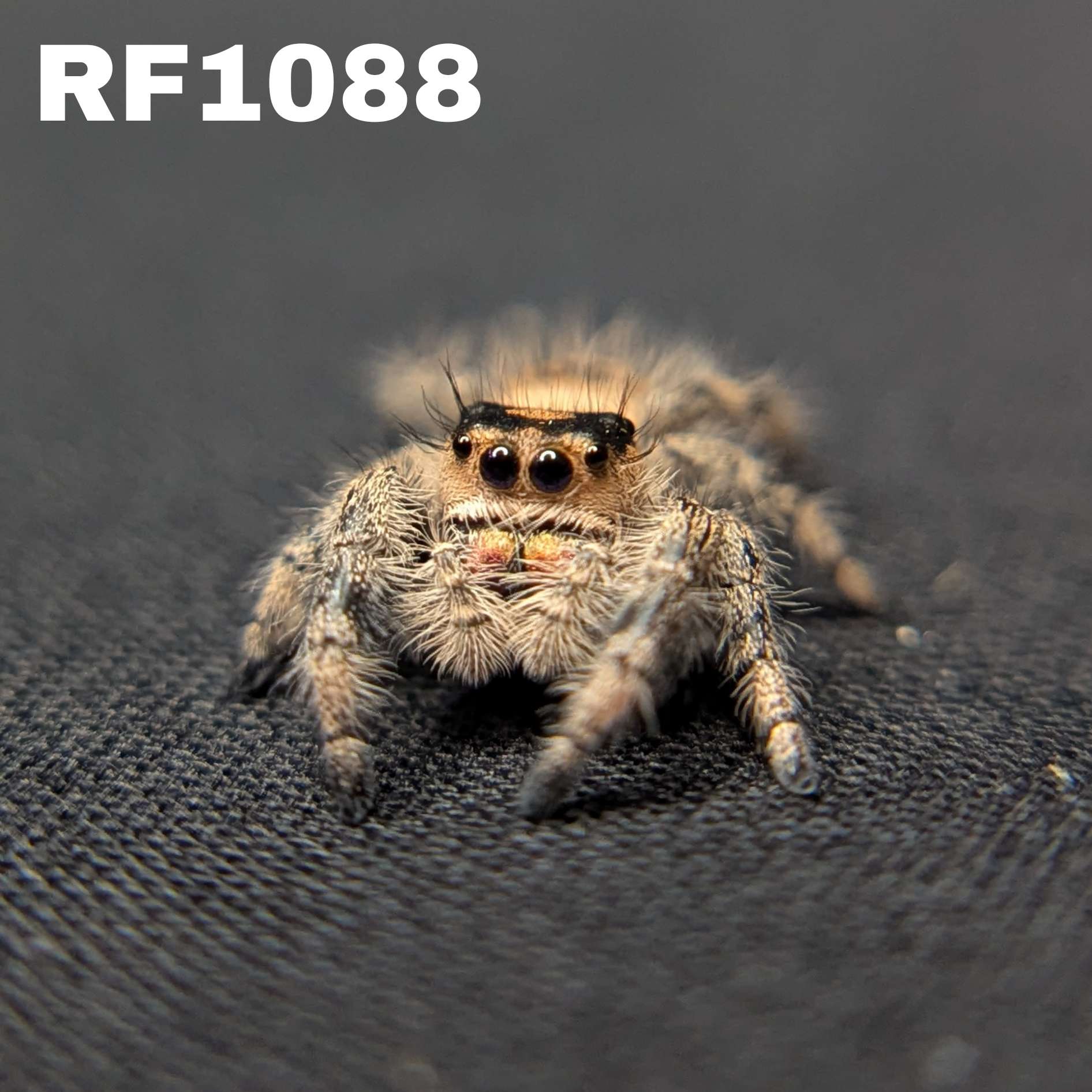 Regal Jumping Spider "Snugglebug"