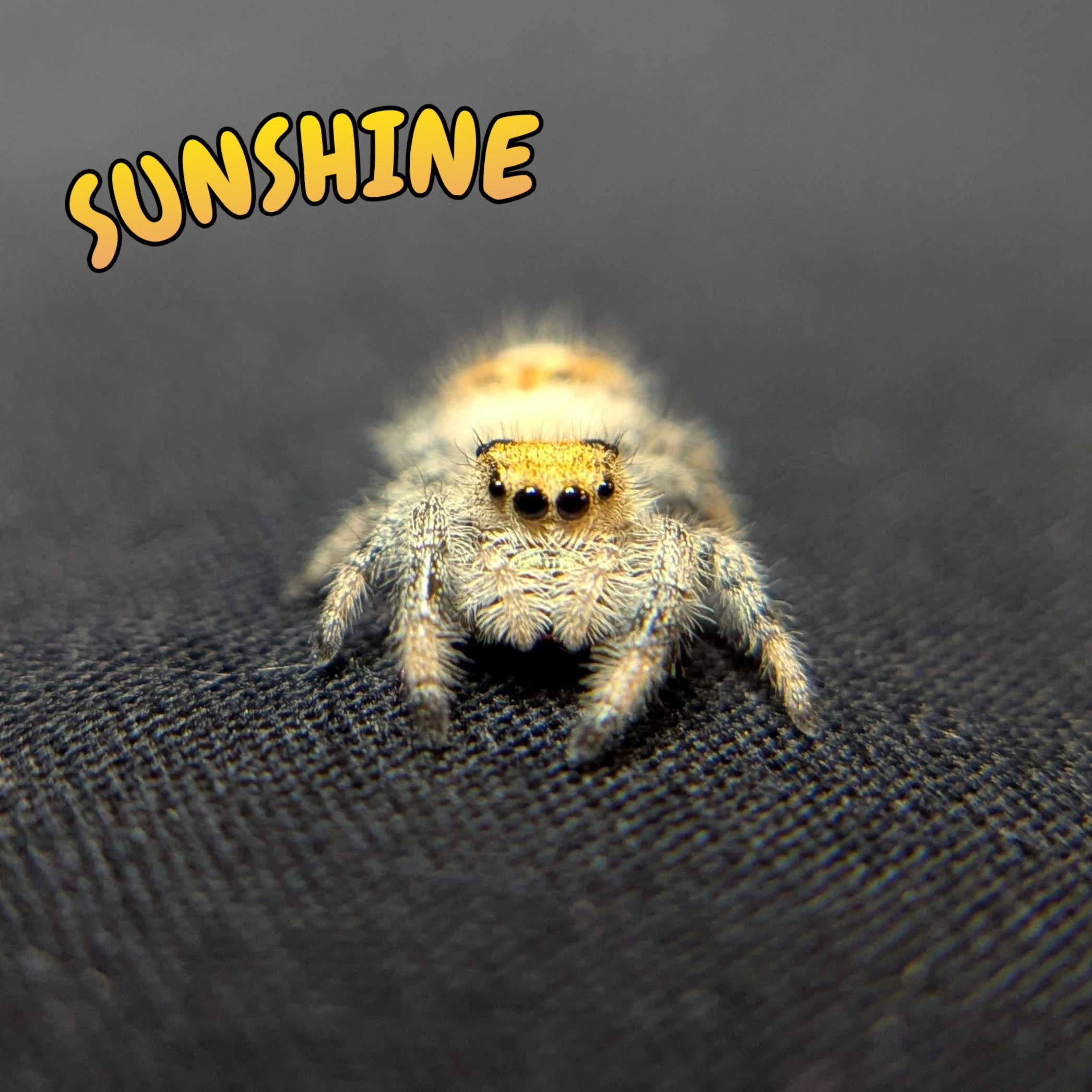 Regal Jumping Spider "Sunshine"