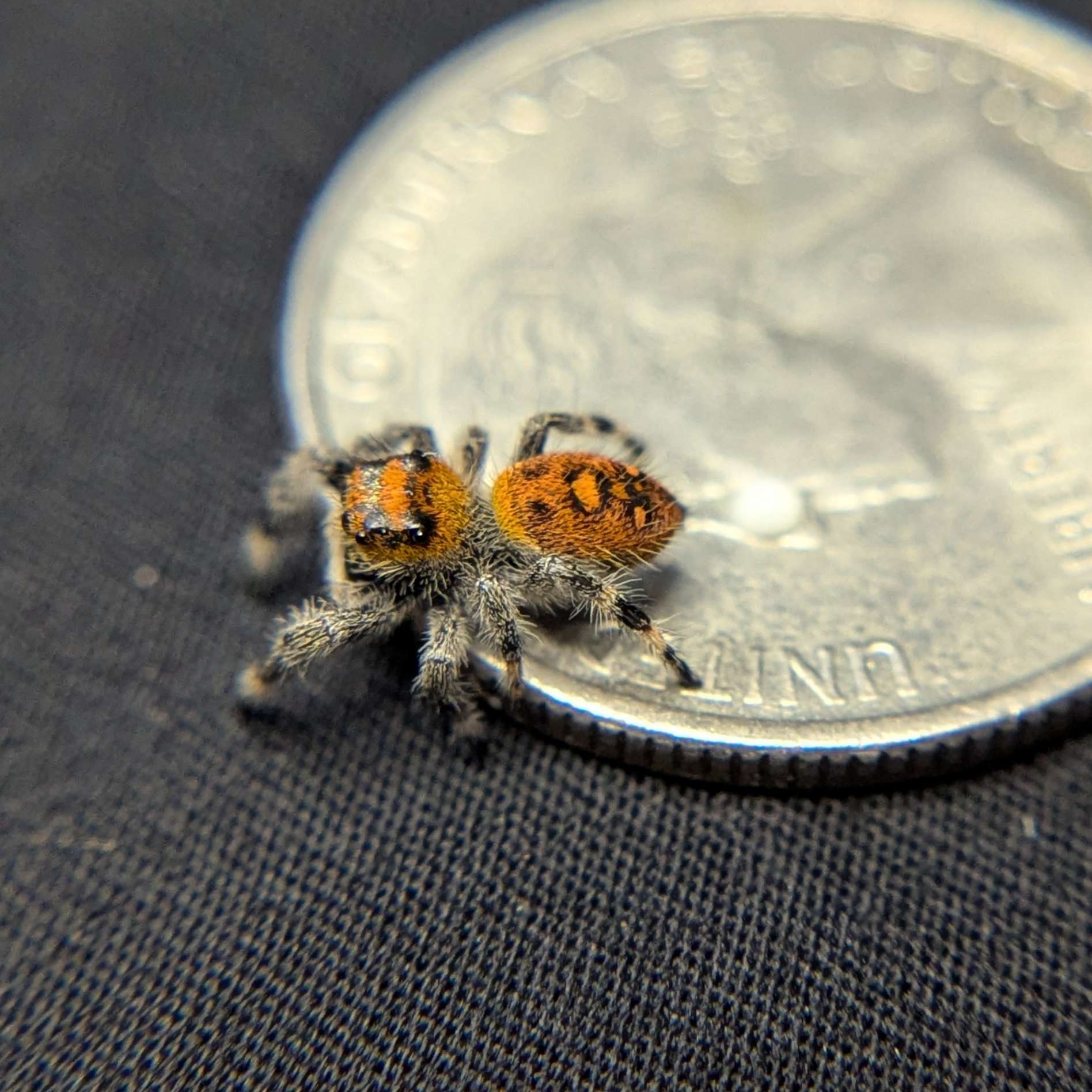 Regal Jumping Spider "Dreamcicle"