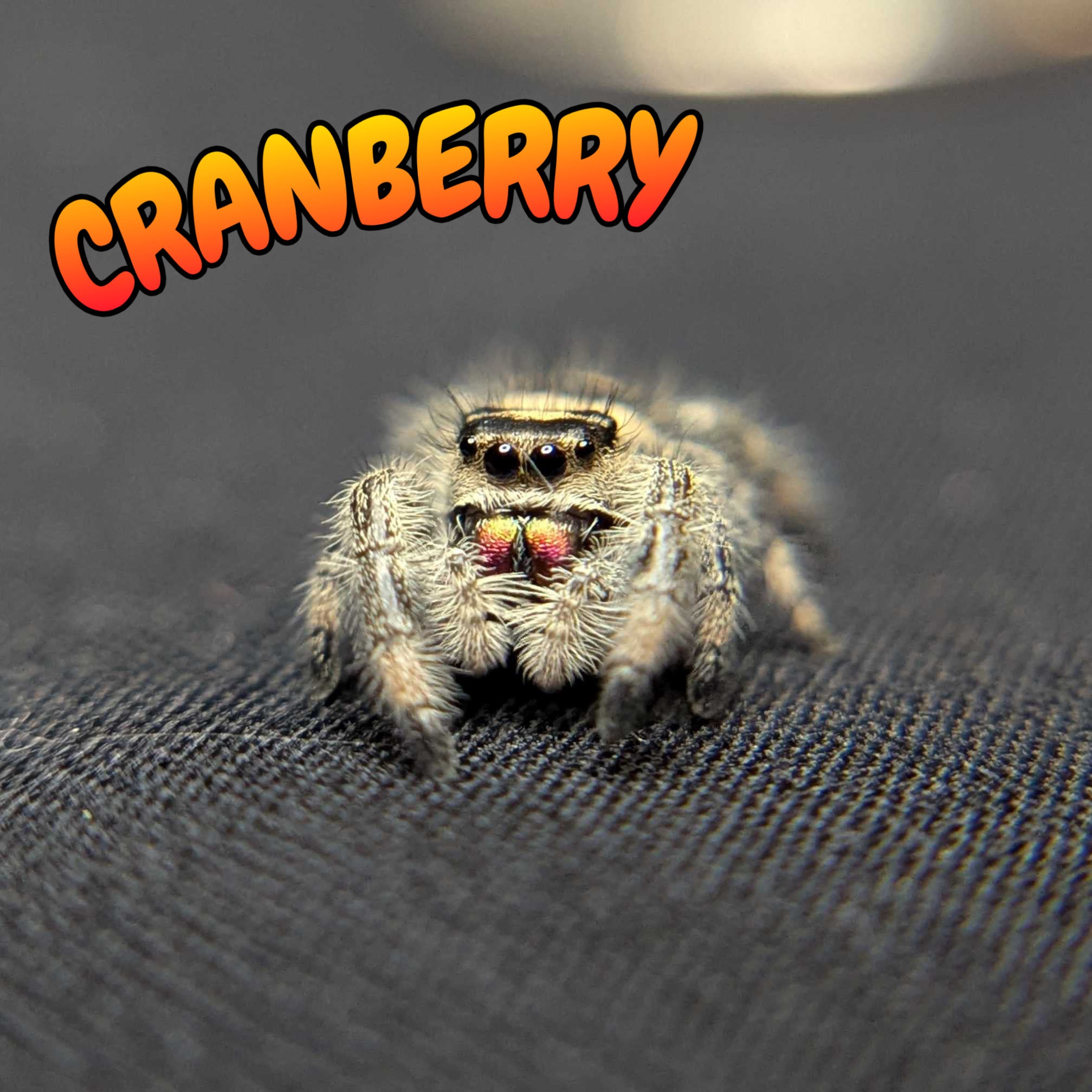 Regal Jumping Spider "Cranberry"