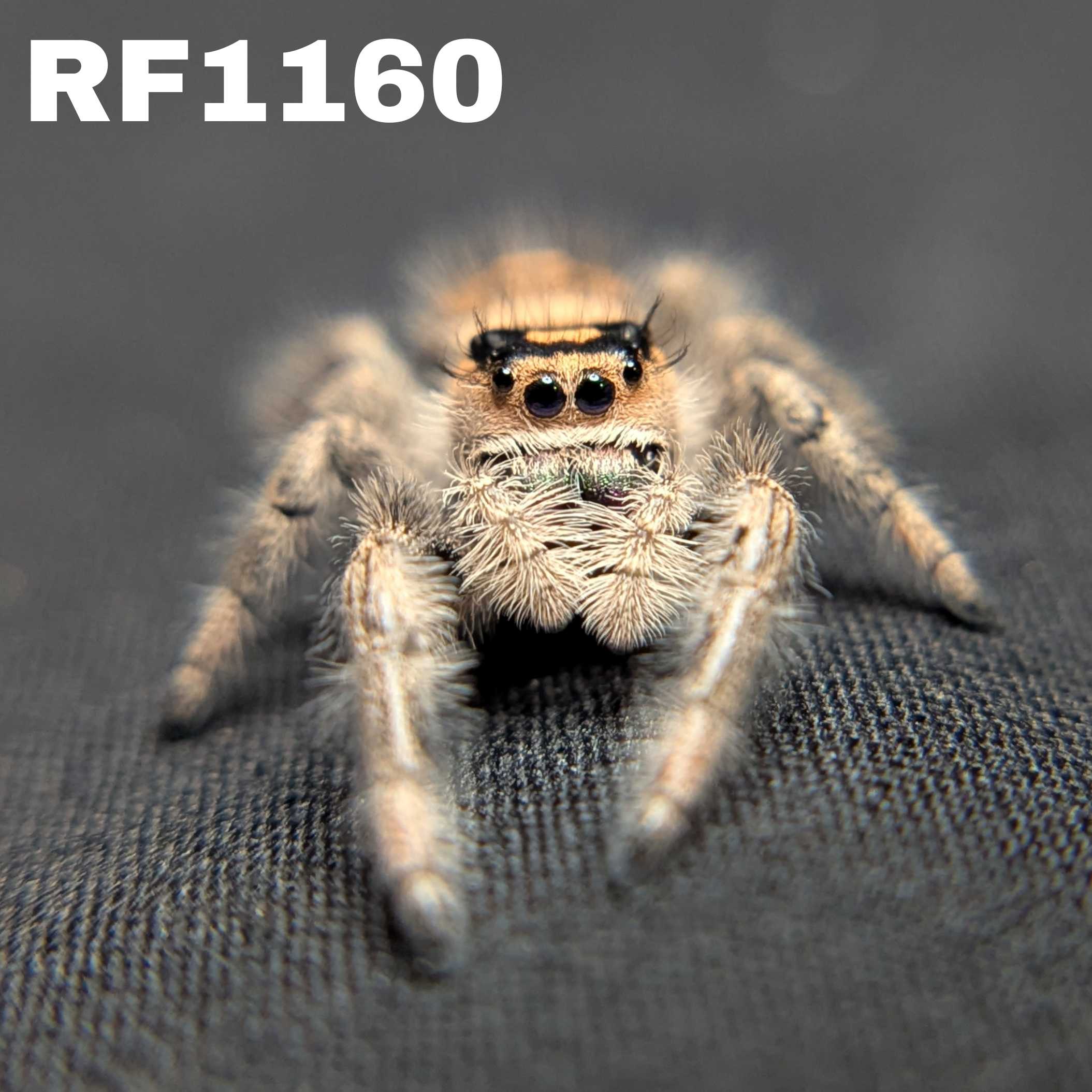Regal Jumping Spider "Pocus"