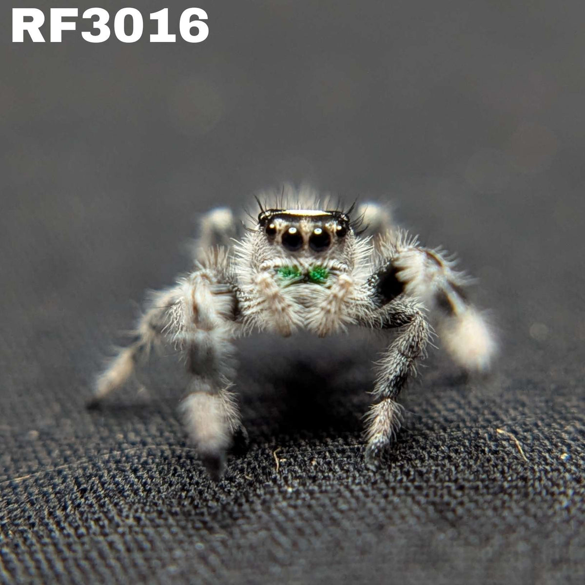Regal Jumping Spider “Mantis” (High White)