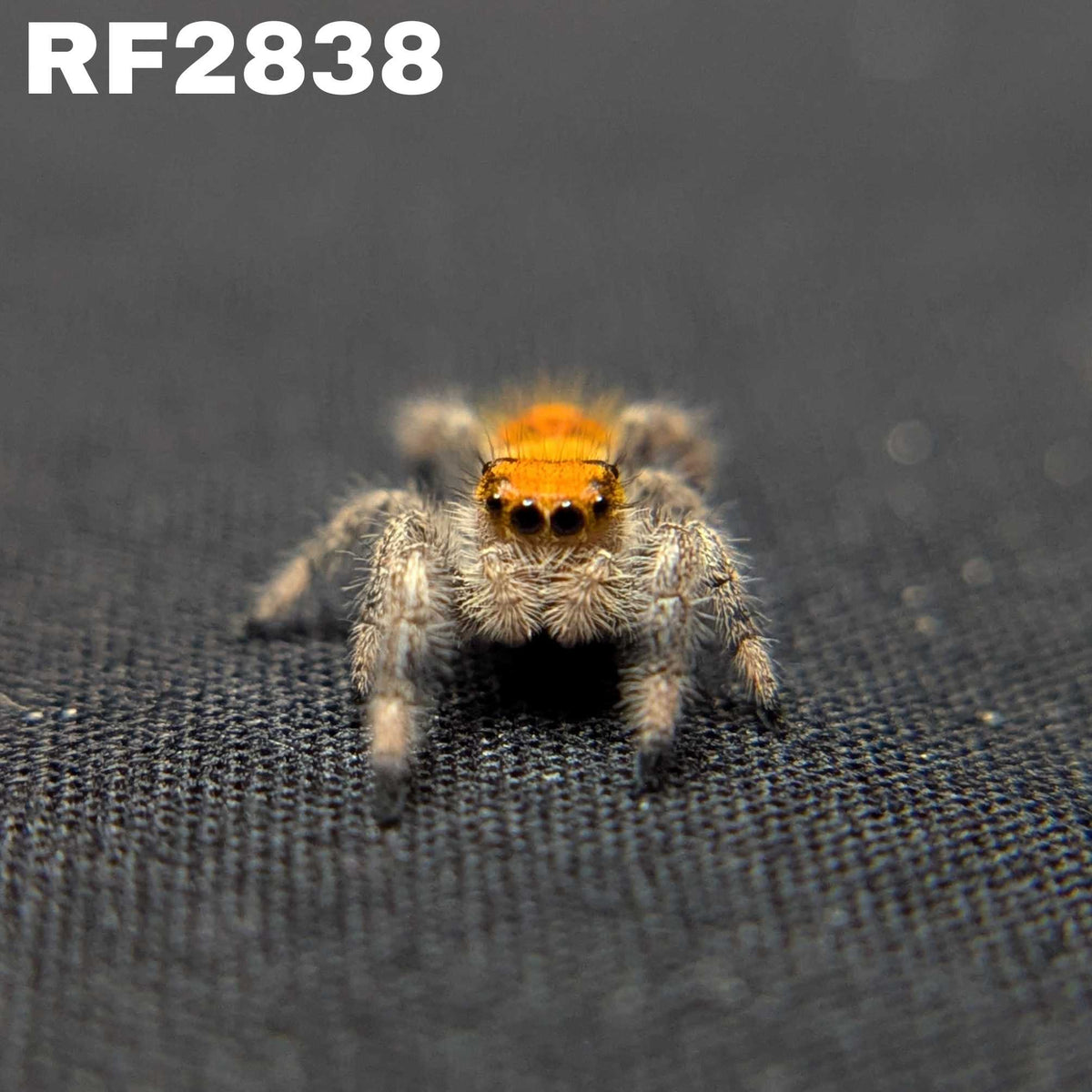 Regal Jumping Spider “Penny”