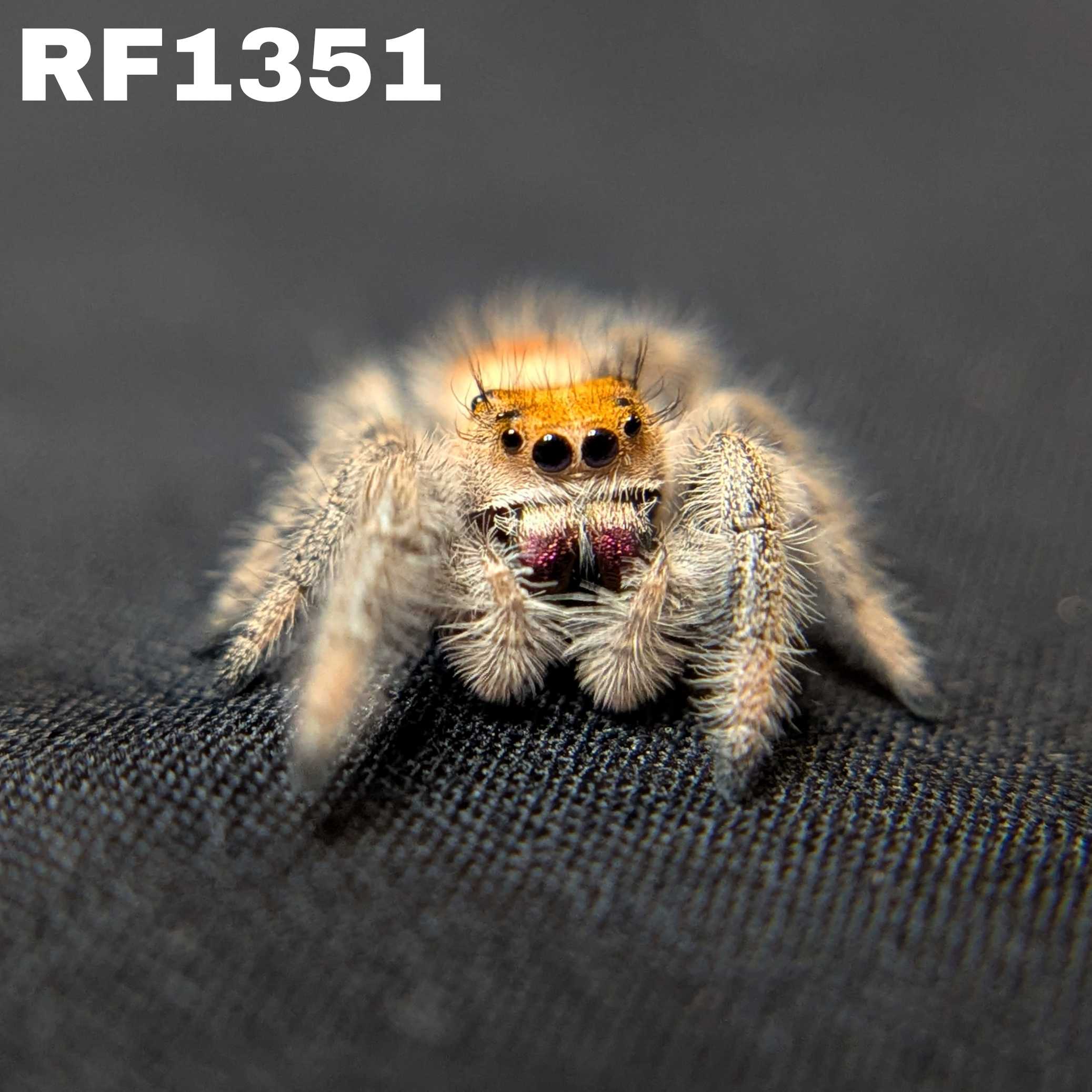 Regal Jumping Spider "Tart"