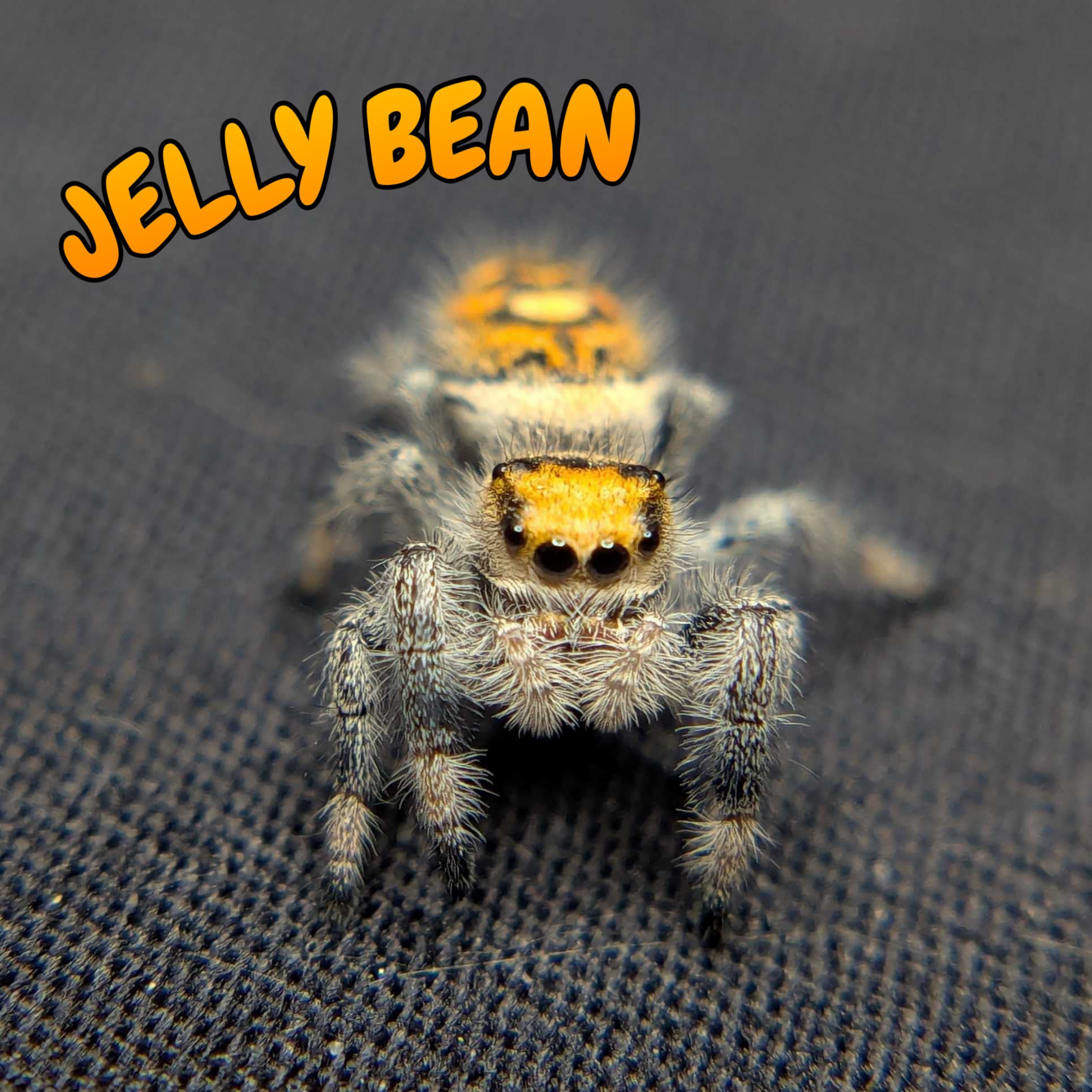 Regal Jumping Spider "Jelly Bean"