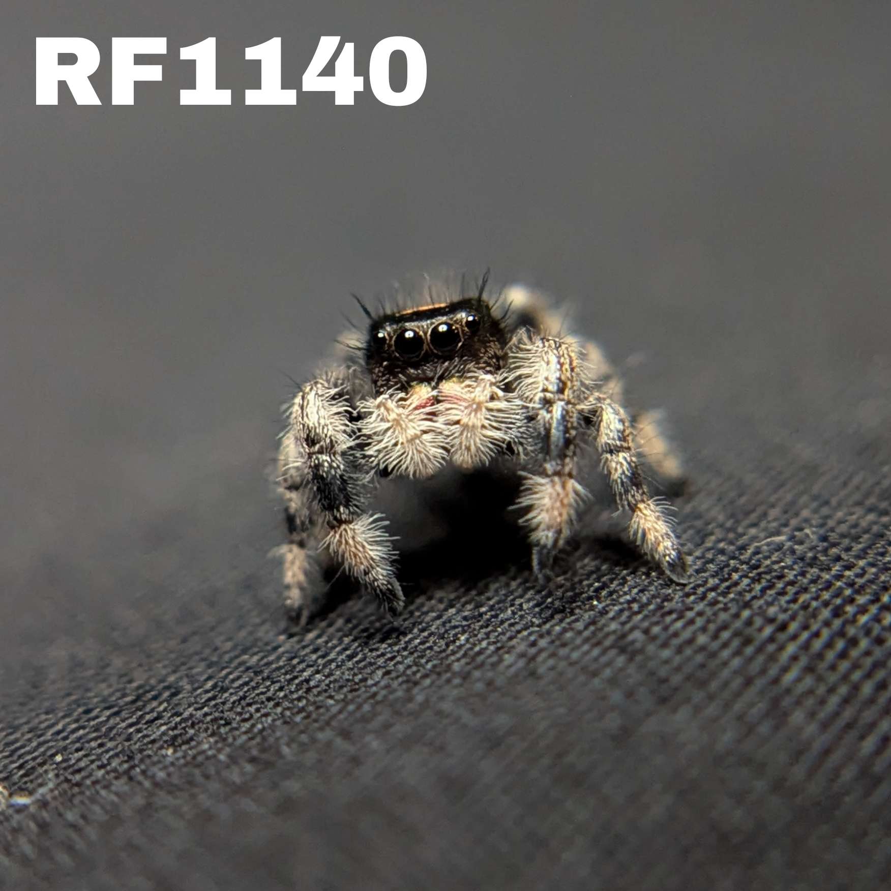Regal Jumping Spider "Darkness"