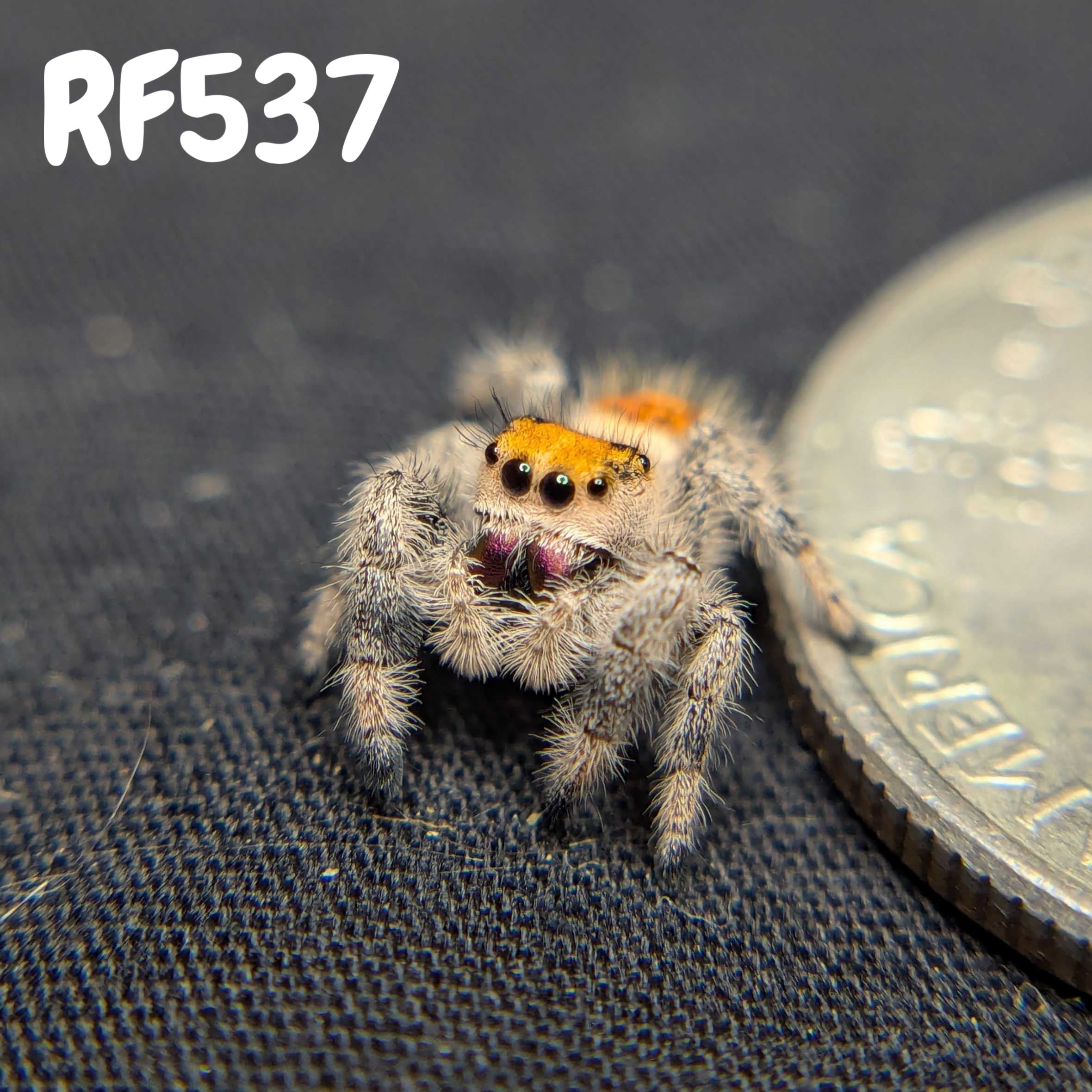 Regal Jumping Spider "Tropical"