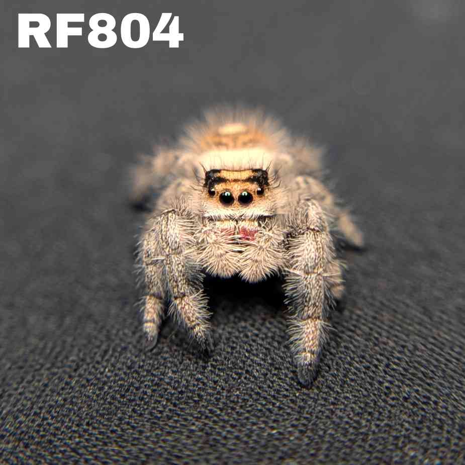 Regal Jumping Spider "Peach"