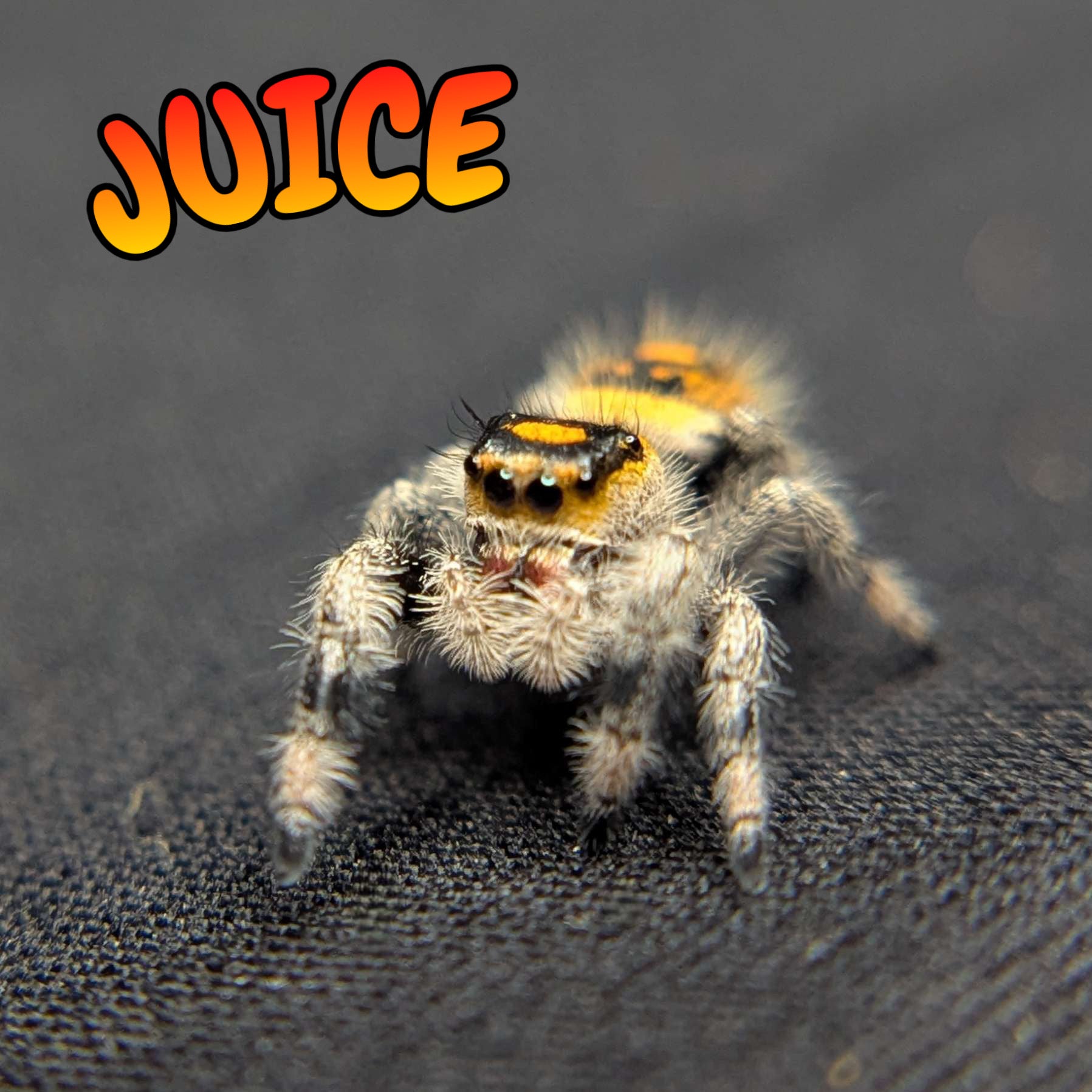 Regal Jumping Spider "Juice"