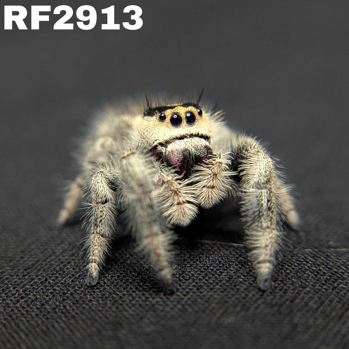Regal Jumping Spider “Potion”