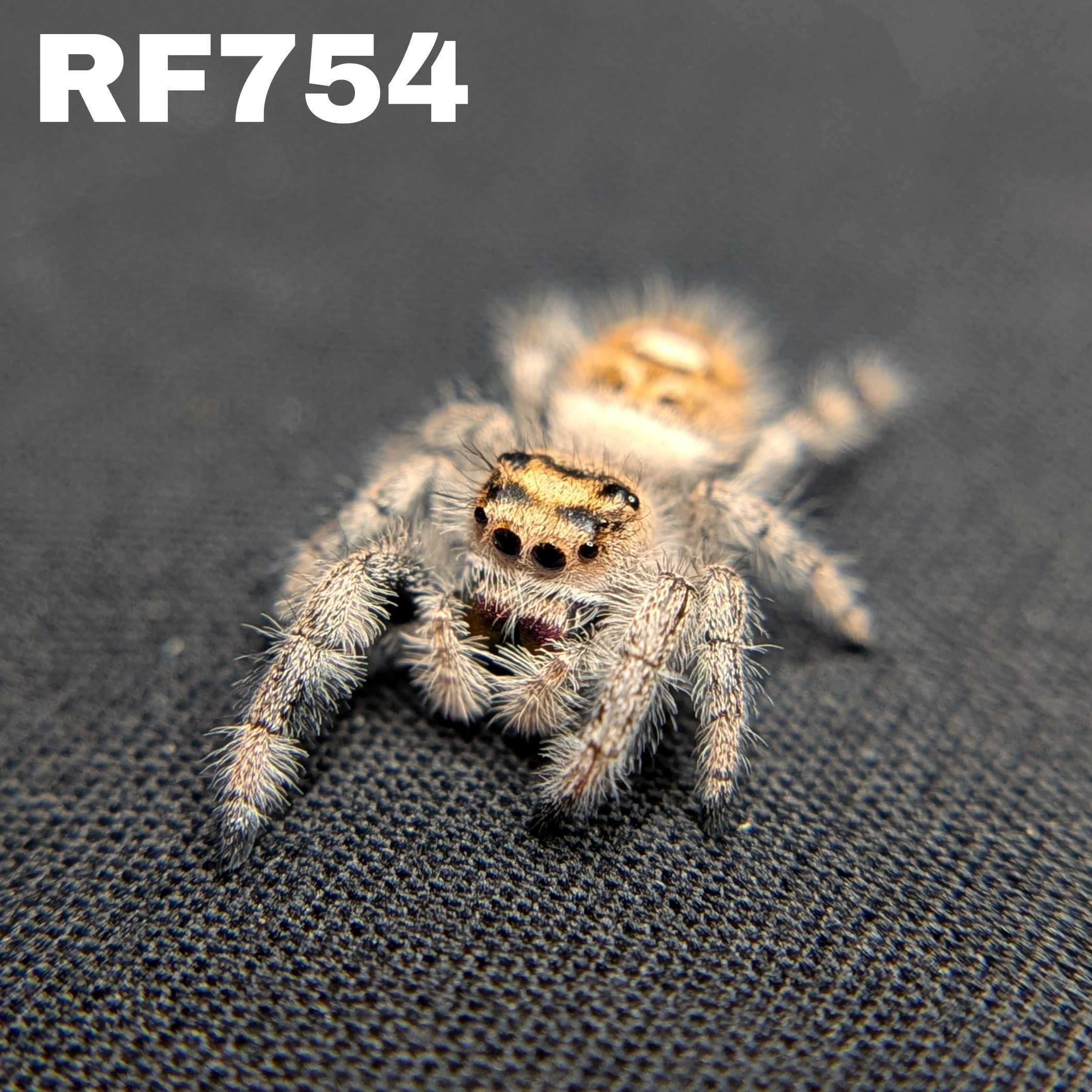 Regal Jumping Spider "Flower"