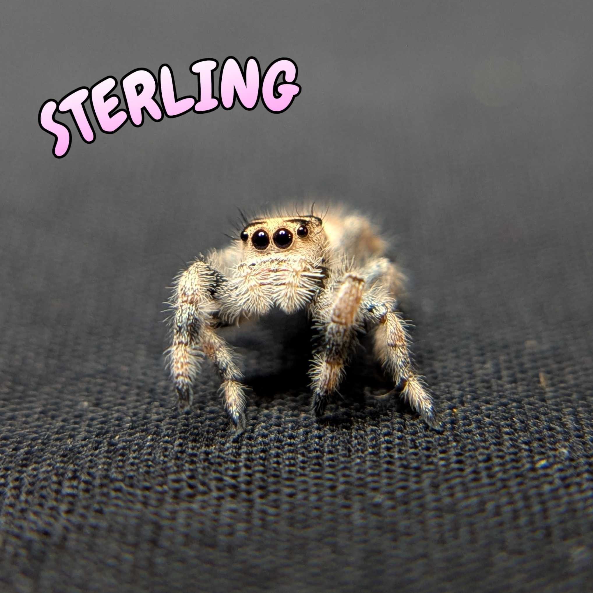 Regal Jumping Spider “Sterling”
