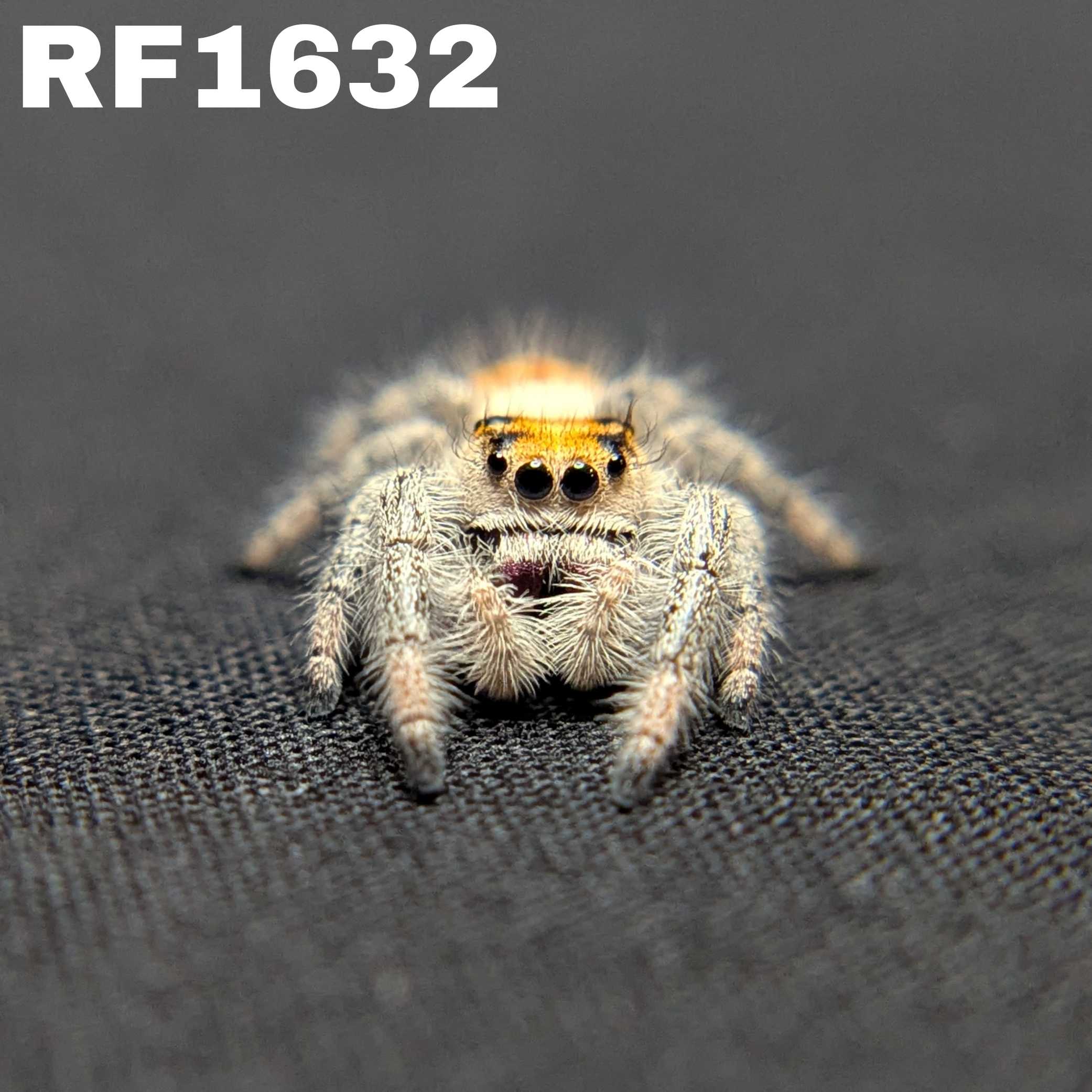 Regal Jumping Spider "Radiante"