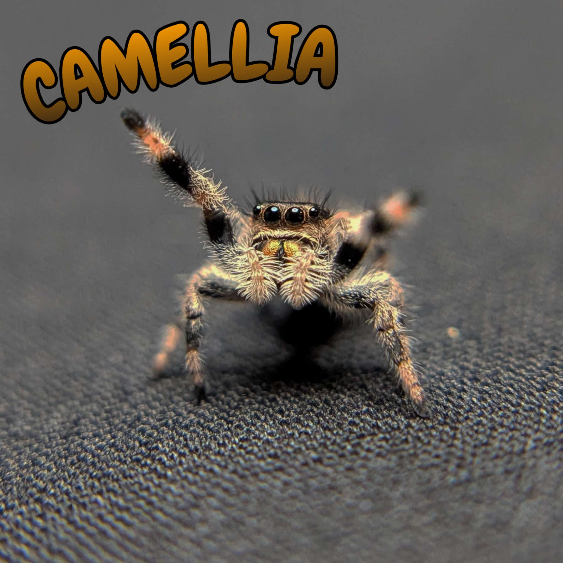Regal Jumping Spider “Camellia”