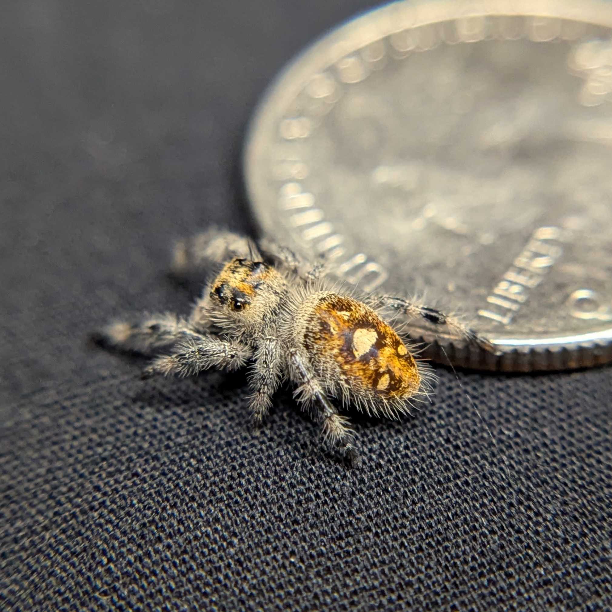 Regal Jumping Spider "Sizzle"