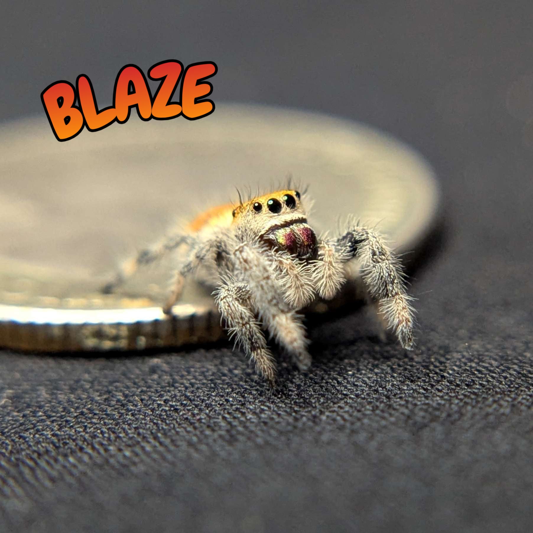 Regal Jumping Spider "Blaze"